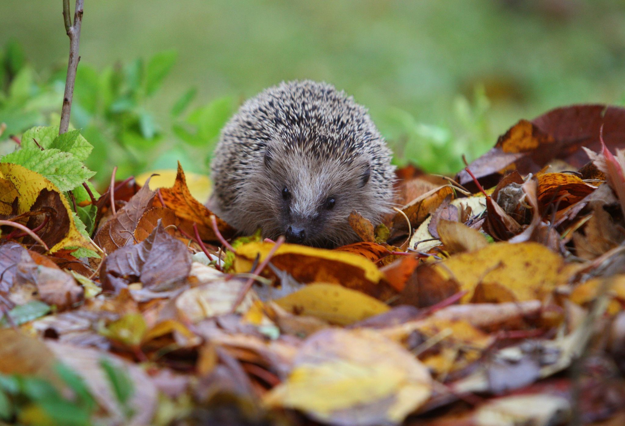 Ein Igel läuft auf Herbstlaub.