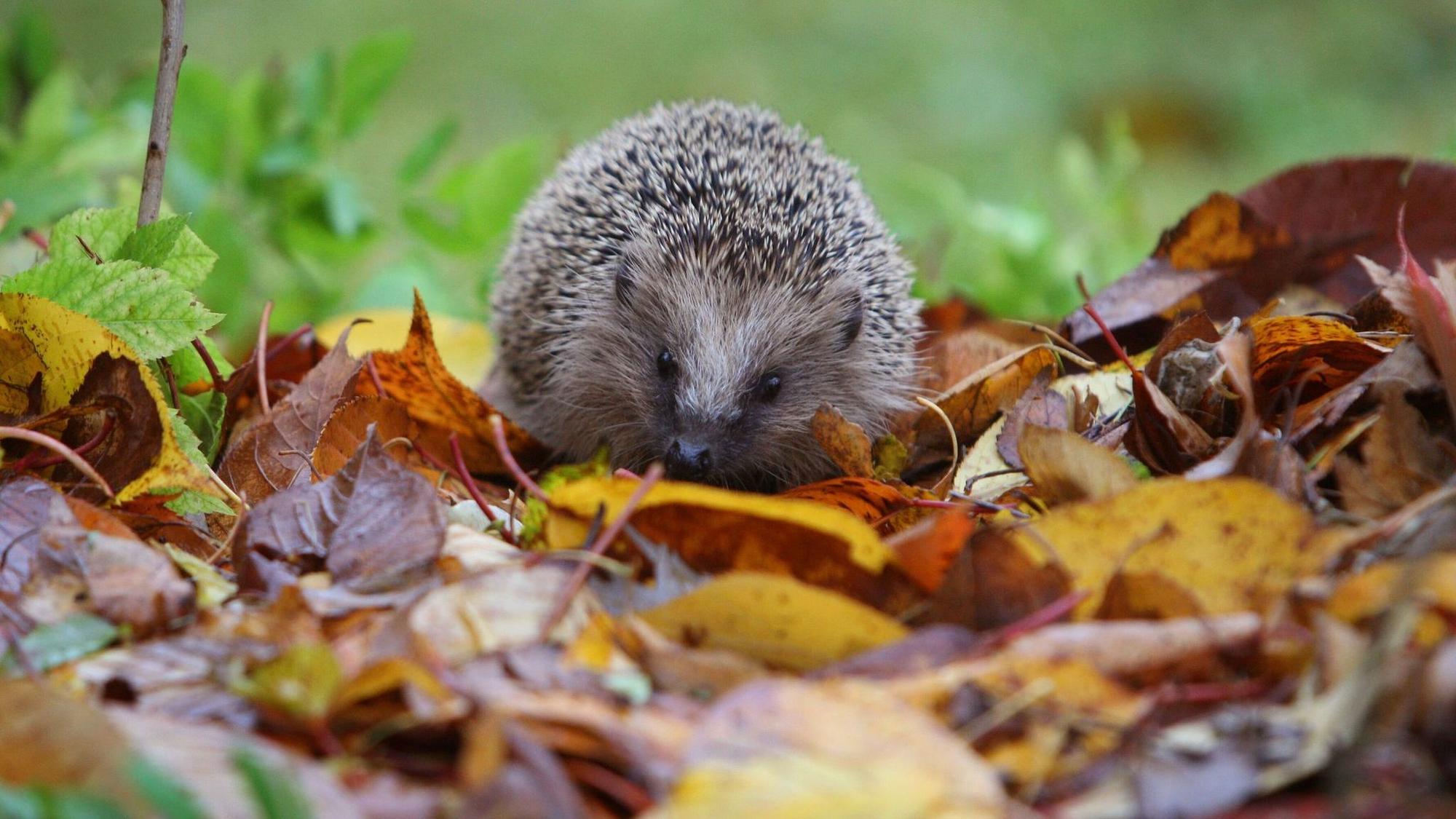 Ein Igel läuft auf Herbstlaub.