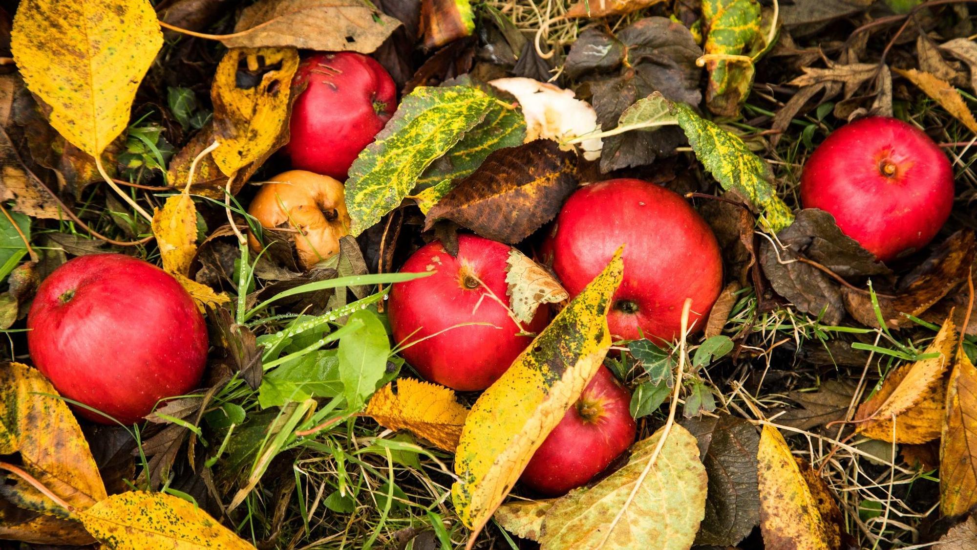 Äpfel im Herbstlaub