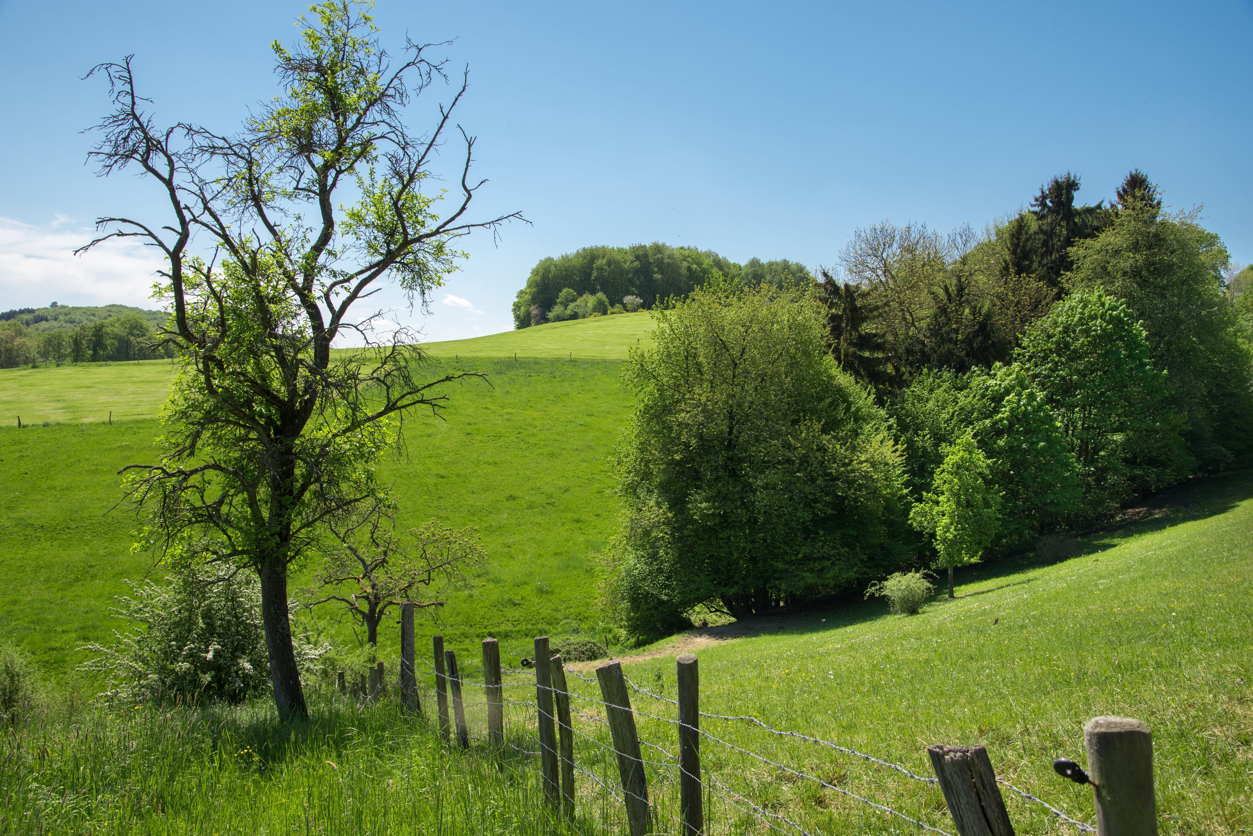 Eine Brainwalking Wanderung führt durch Leuscheid.