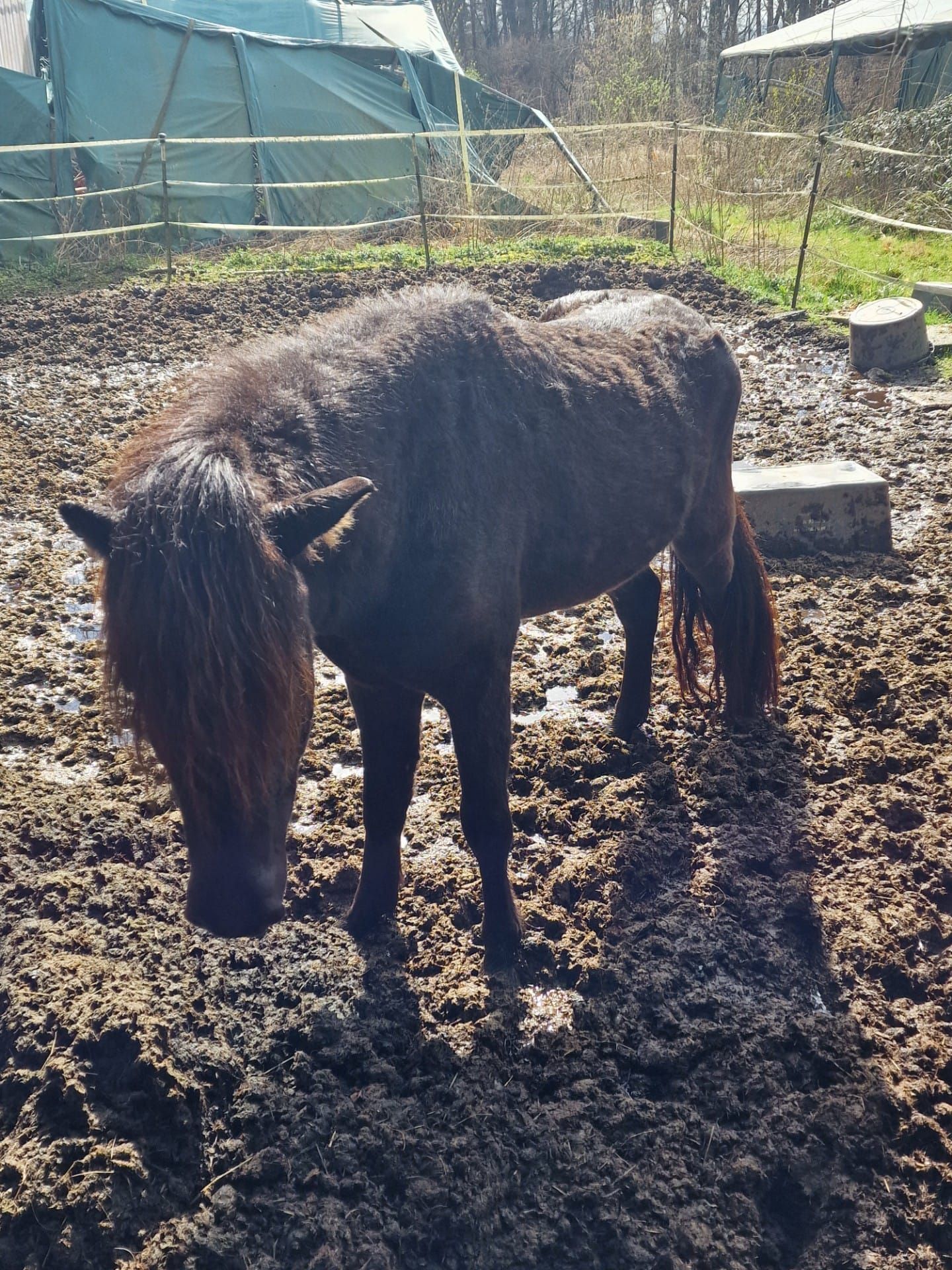 Tief im Matsch und Kot und ohne Futter: So fanden die Kreisveterinäre in Königswinter Dutzende Islandpferde vor. Diese wurden dem Halter fortgenommen.