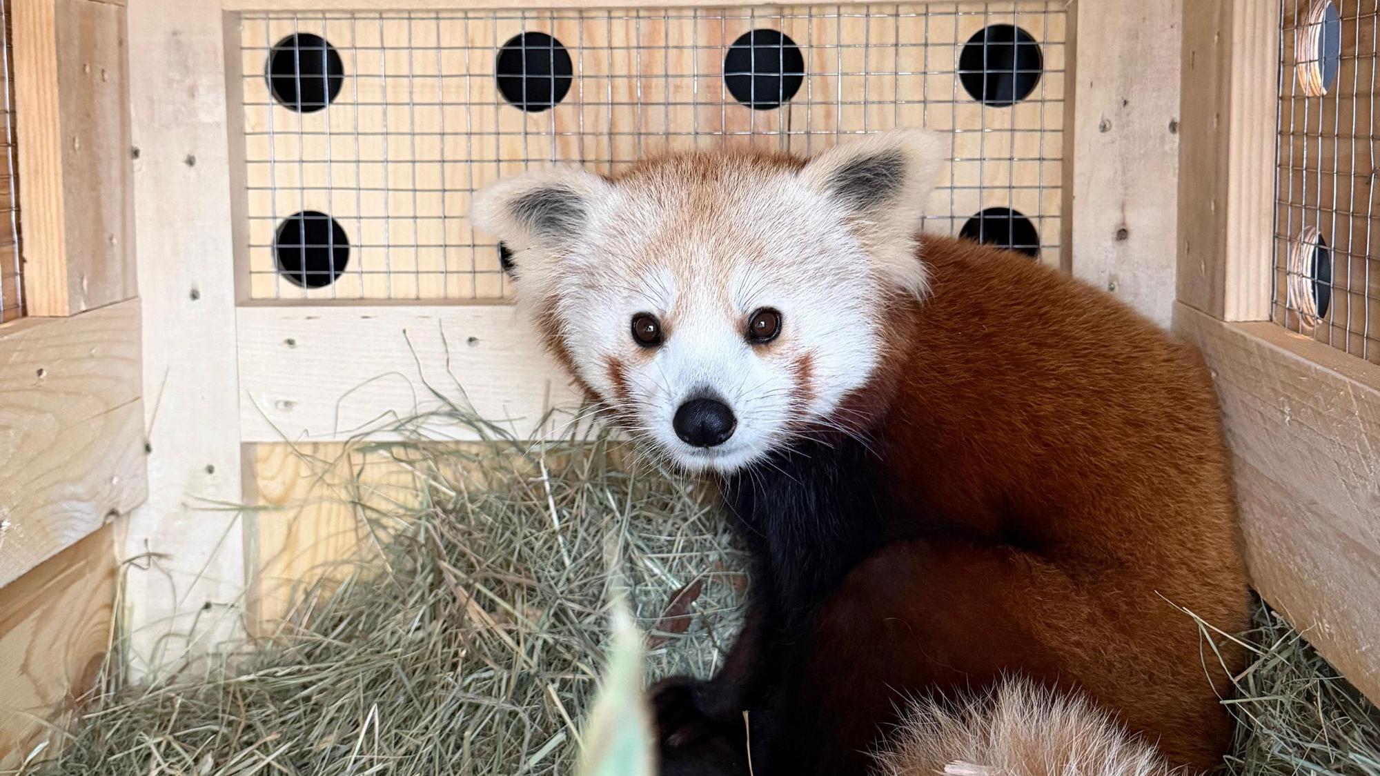 Ein roter Panda ist einer Transportkiste.