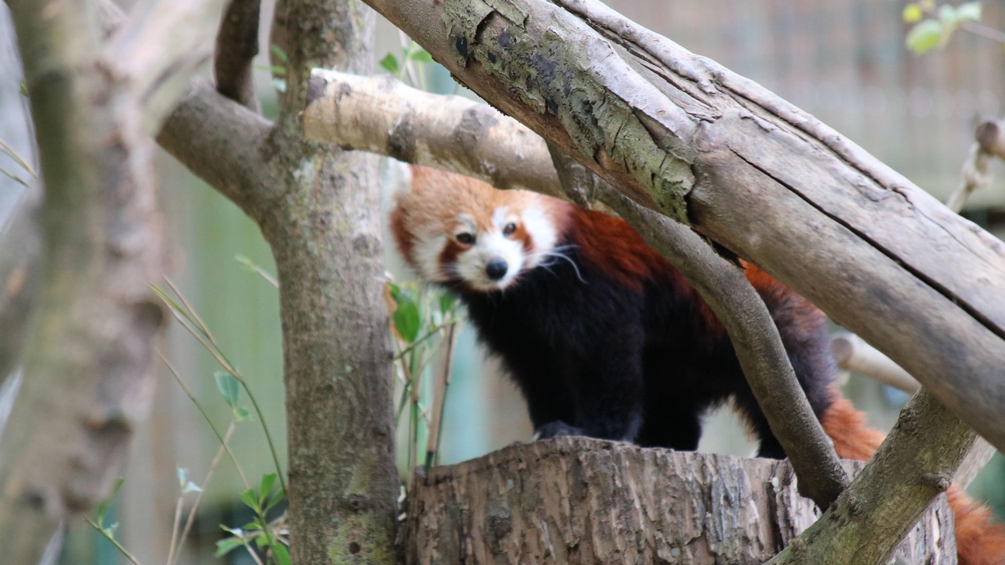 Ein Roter Panda auf einem Baum.