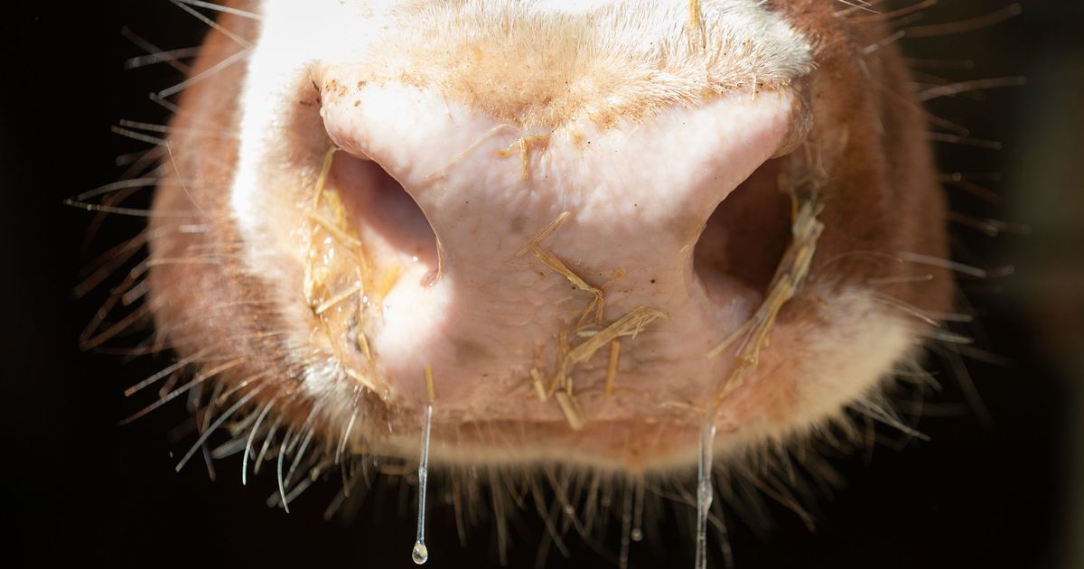 Harmless to humans: Shamonda virus detected in cattle in North ...