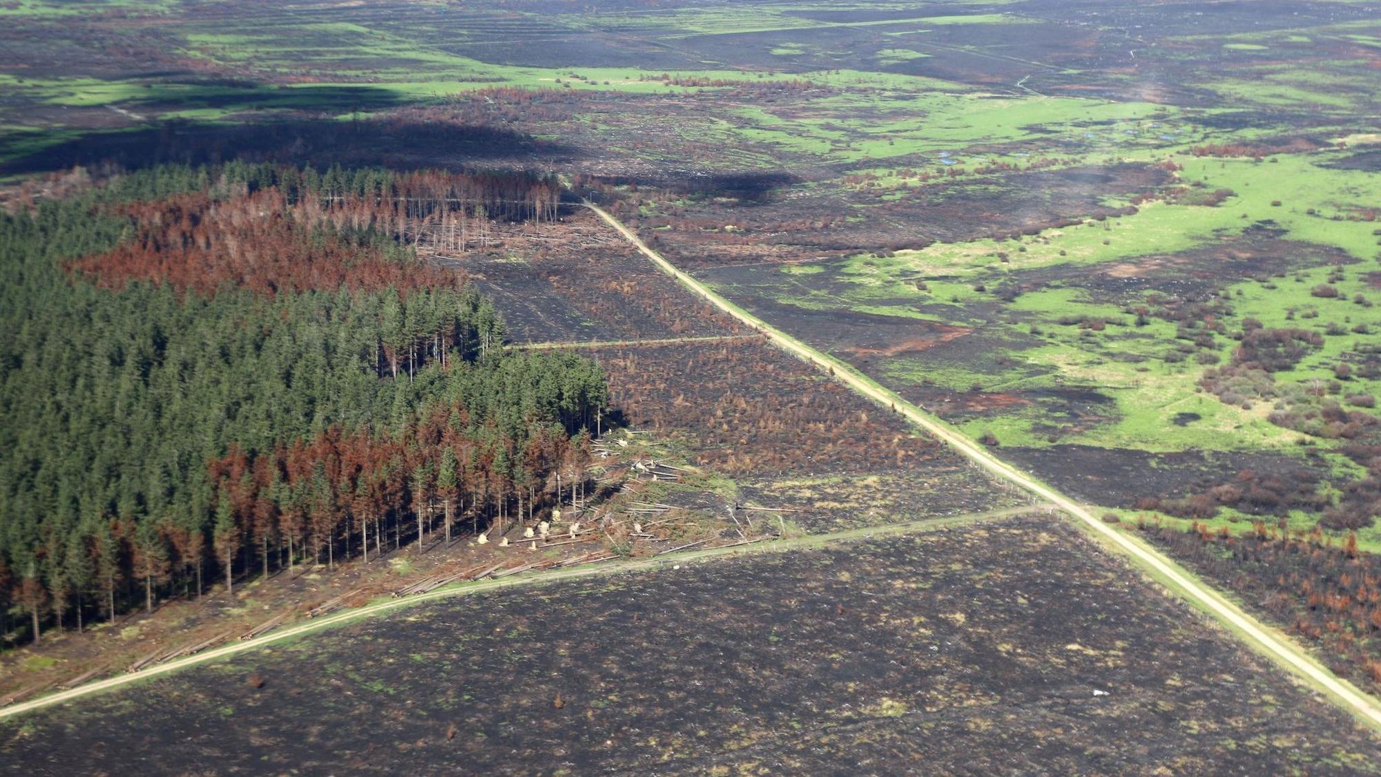 Zerstörung nach den Waldbränden im Hohen Venn