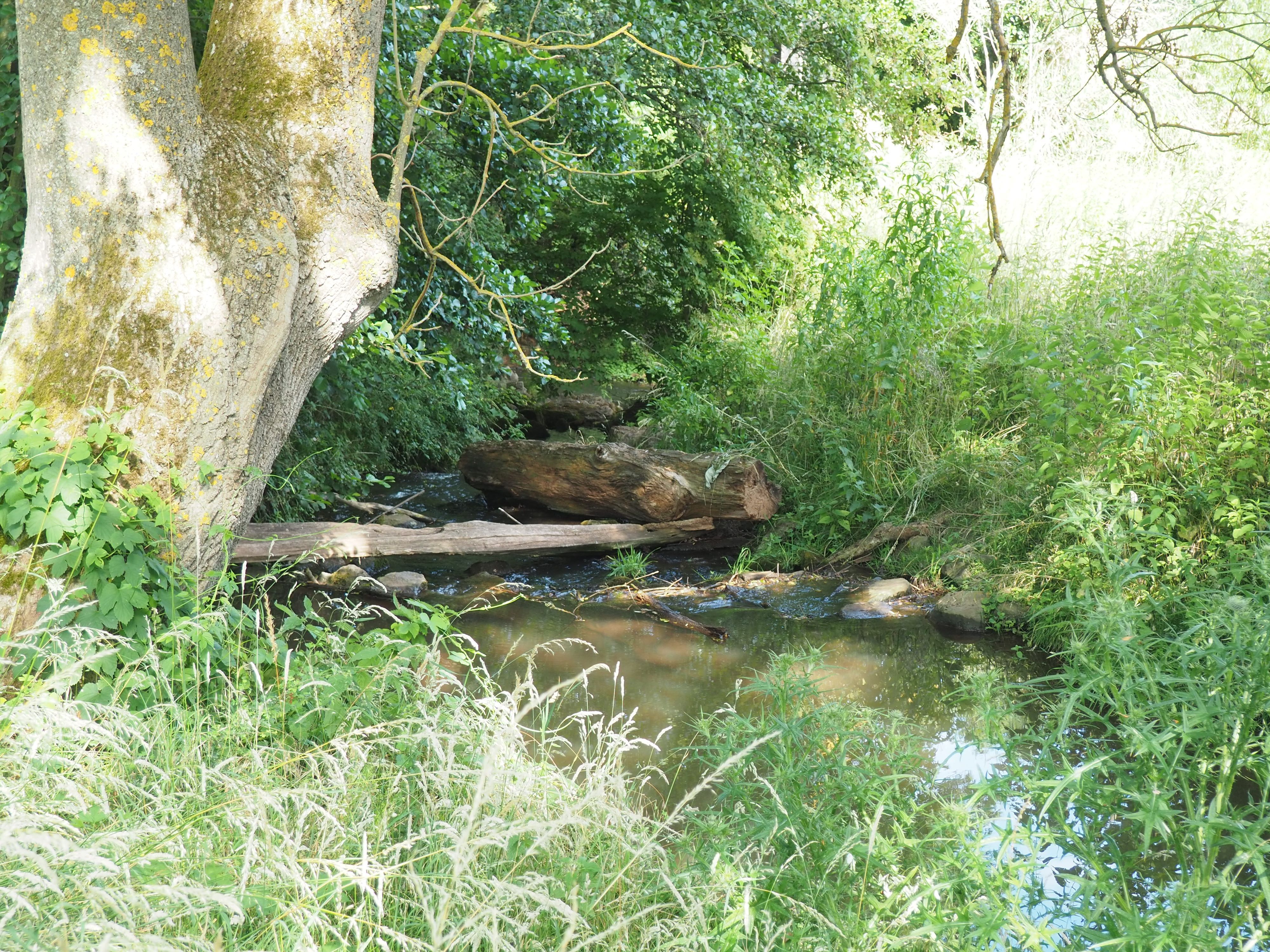 Ein Bach fließt durch eine Wiese, Baumstämme liegen über dem Wasser.