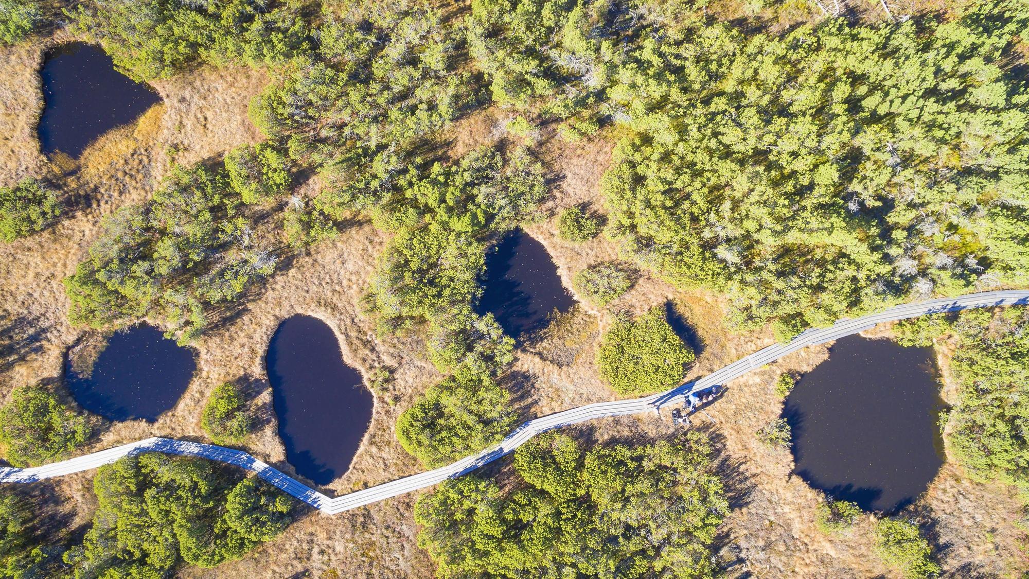 Ein Hochmoor in Bayern. Vier Kölnerinnen und ein Hund mussten aus dem Premer Filz gerettet werden. (Symbolbild)