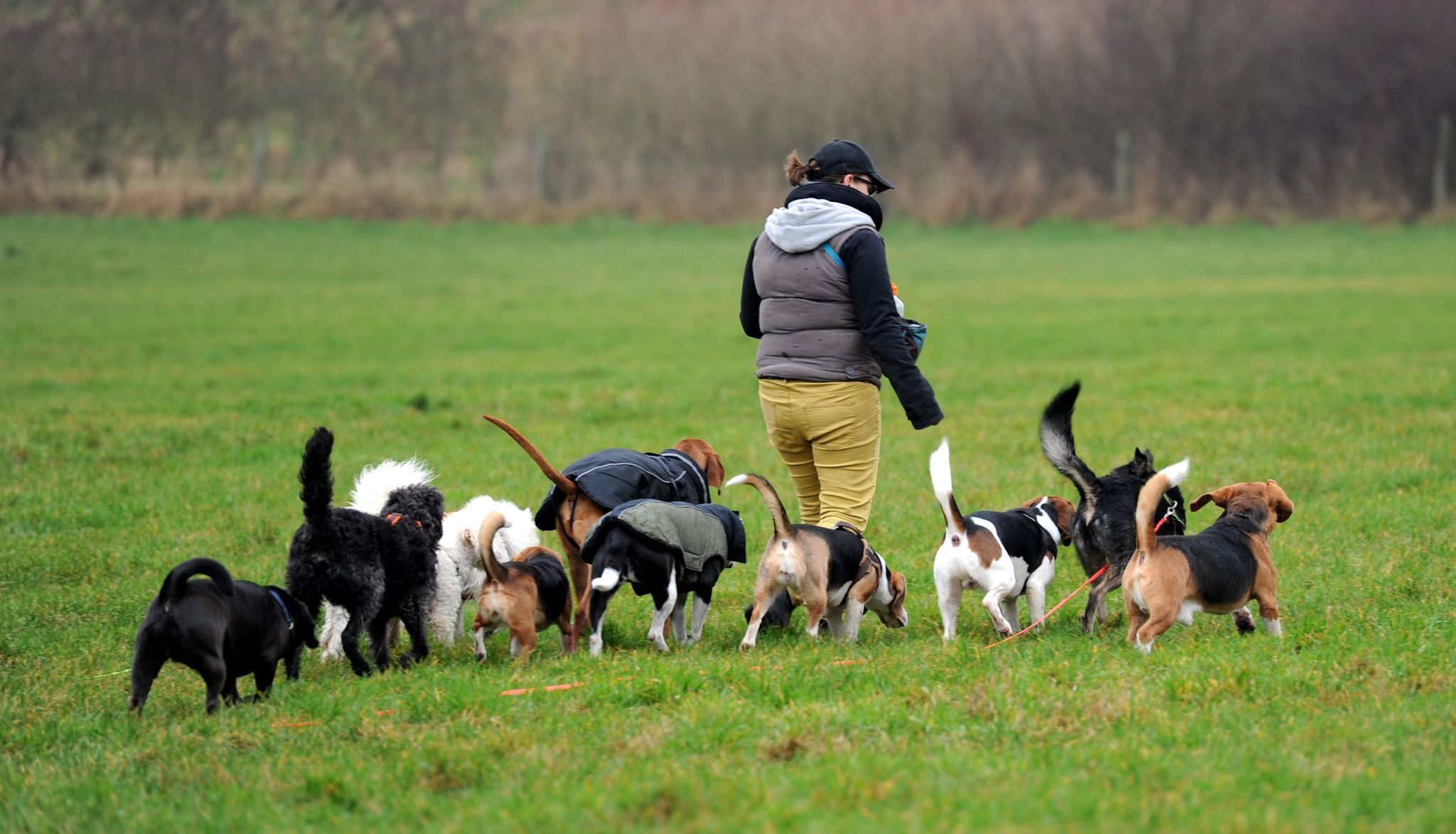 Mobile Tagesstätte für Hunde