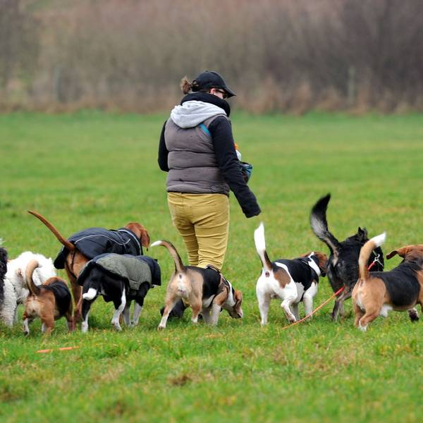Mobile Tagesstätte für Hunde