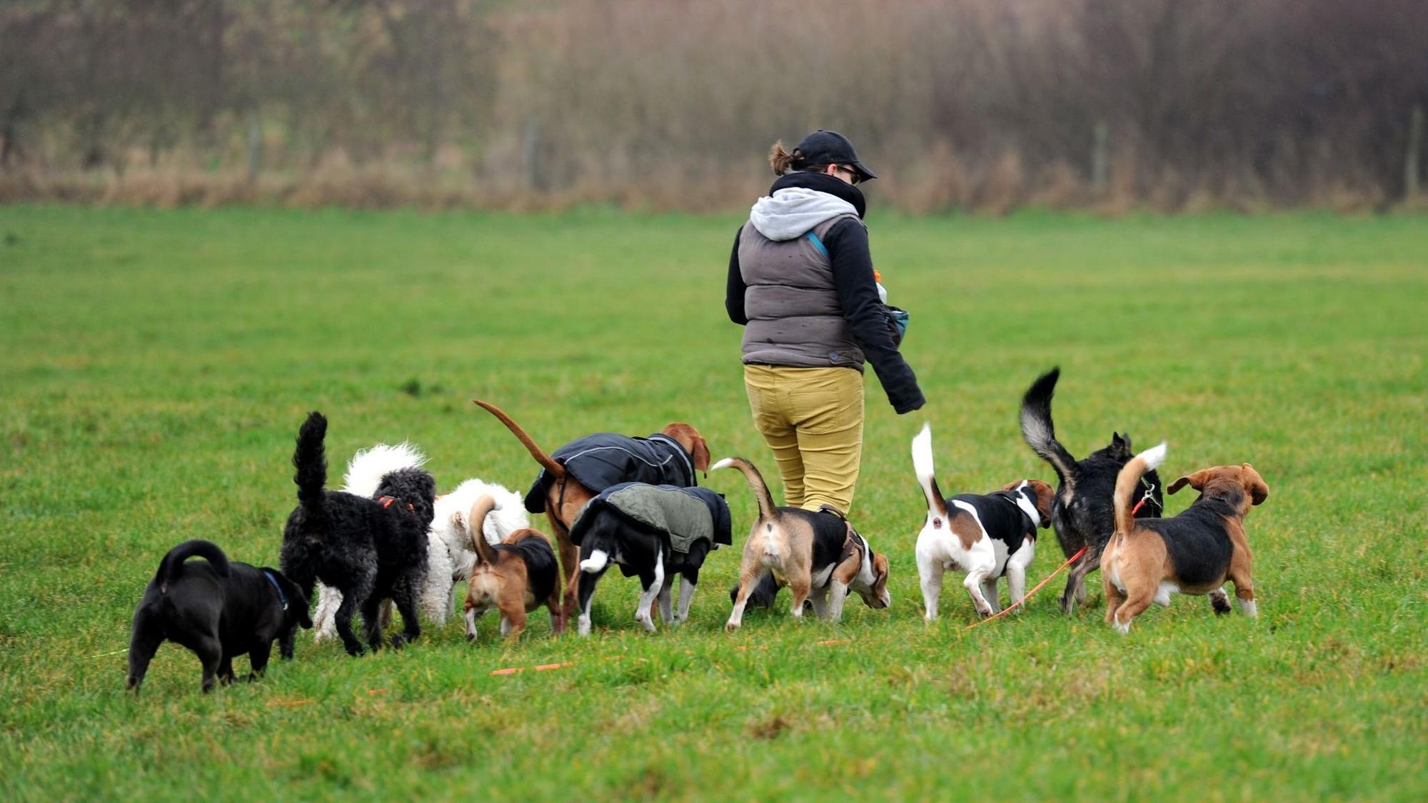 Mobile Tagesstätte für Hunde