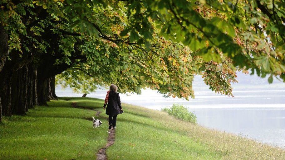 Eine Frau mit einem Hund geht unter Kastanienbäumen im Kölner Stadtwald spazieren. (Archivbild)