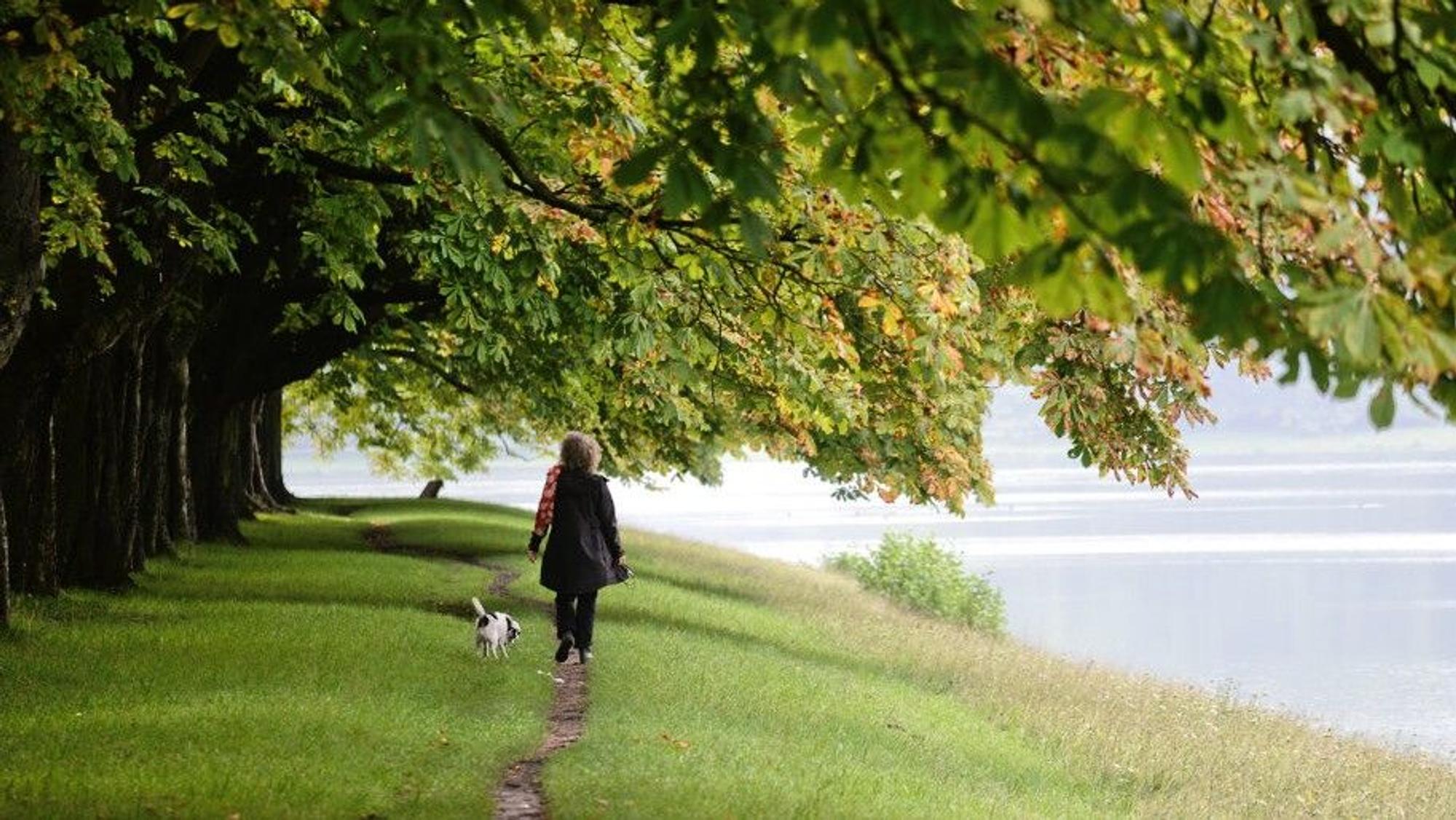 Eine Frau mit einem Hund geht unter Kastanienbäumen im Kölner Stadtwald spazieren. (Archivbild)