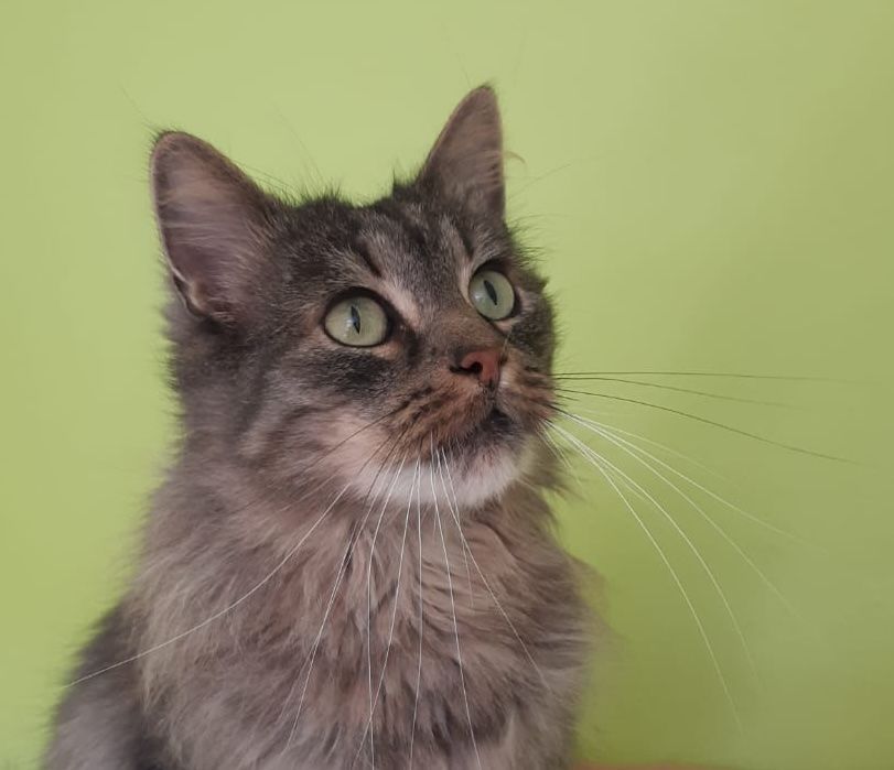 Um Kater Findus streiten sich vor dem Amtsgericht Siegburg die Eigentümerin und der „Pflegevater“.