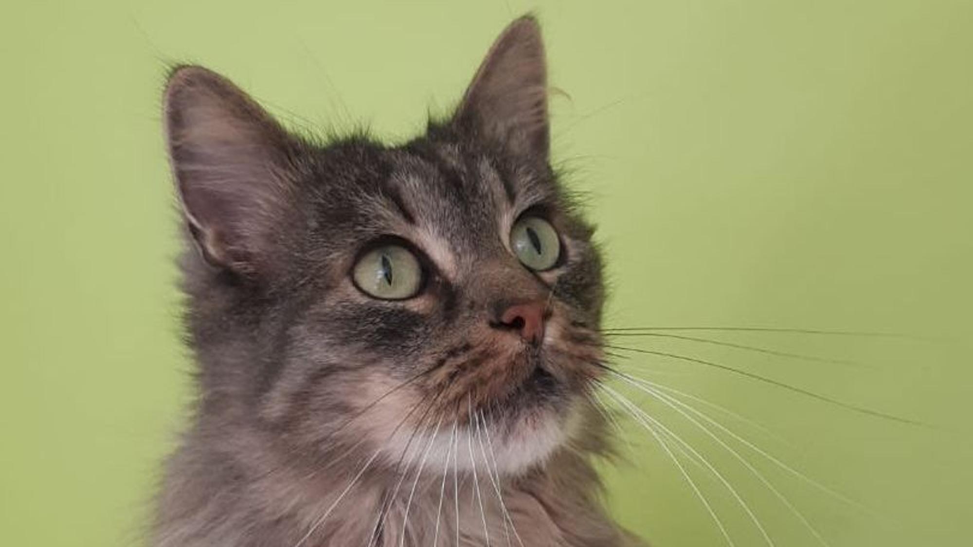 Um Kater Findus streiten sich vor dem Amtsgericht Siegburg die Eigentümerin und der „Pflegevater“.