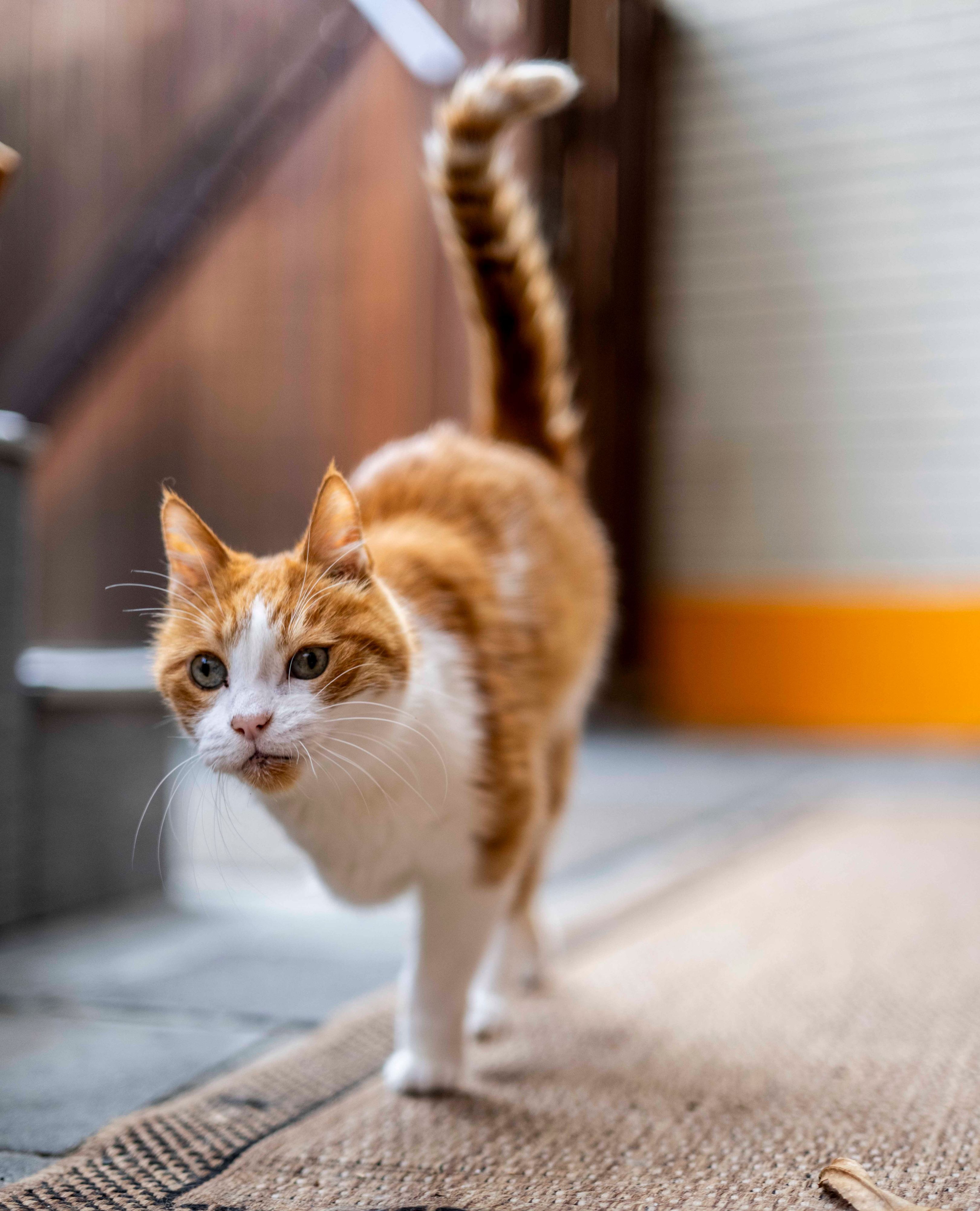 Das Bild zeit eine Katze, die auf die Kamera zugelaufen kommt.