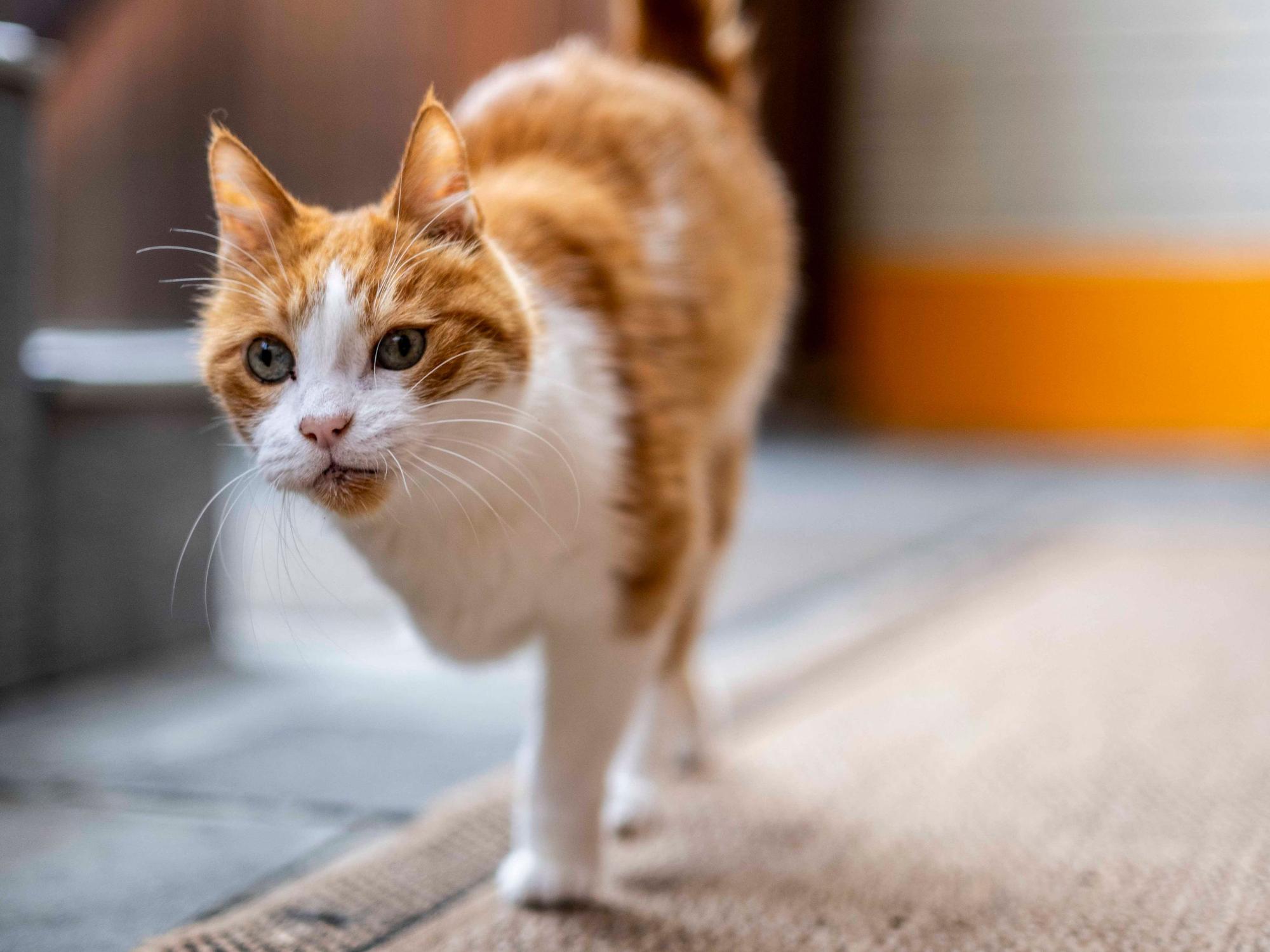 Das Bild zeit eine Katze, die auf die Kamera zugelaufen kommt.