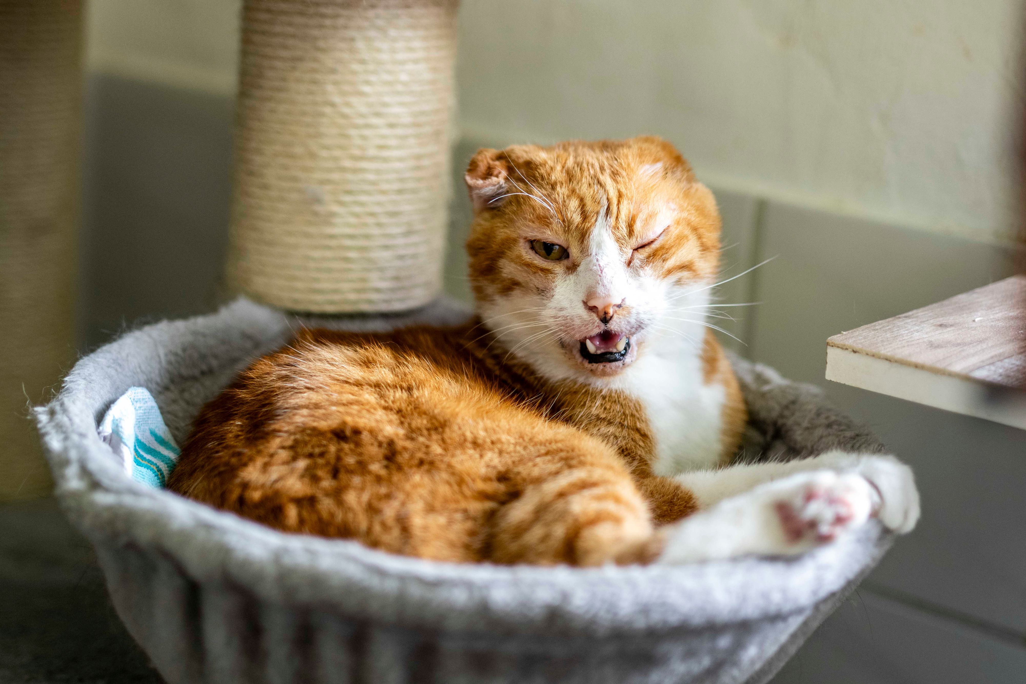 Das Bild zeigt eine Katze, die in einem Katzenkorb liegt.