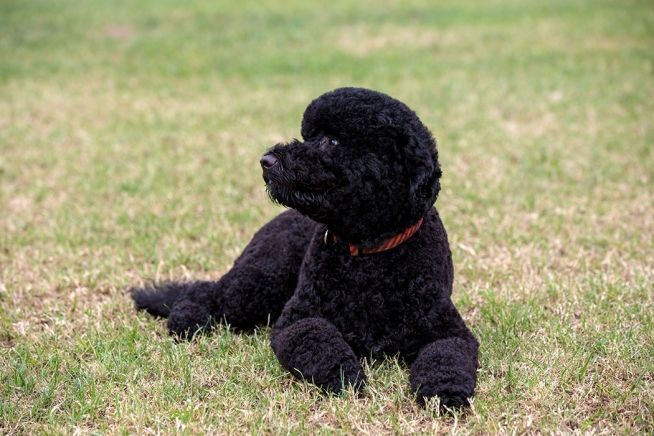 Sunny, der Familienhund der Obamas (Archivbild)