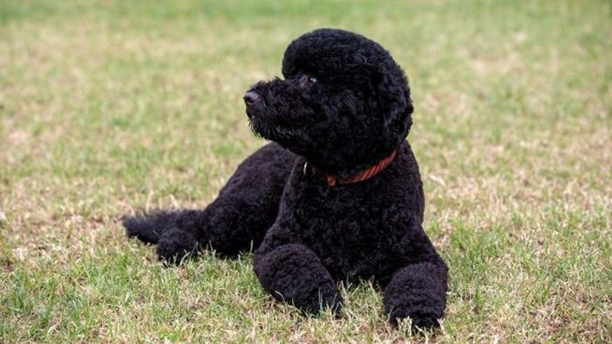 Sunny, der Familienhund der Obamas (Archivbild)