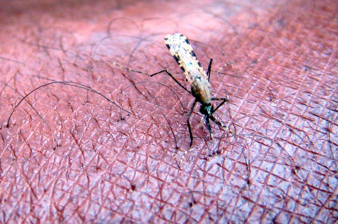 Eine Mücke der Gattung „Anopheles“: Wenn eine weibliche Mücke einen infizierten Menschen sticht, kann sie Malaria bei einem weiteren Stich auf einen gesunden Menschen übertragen.