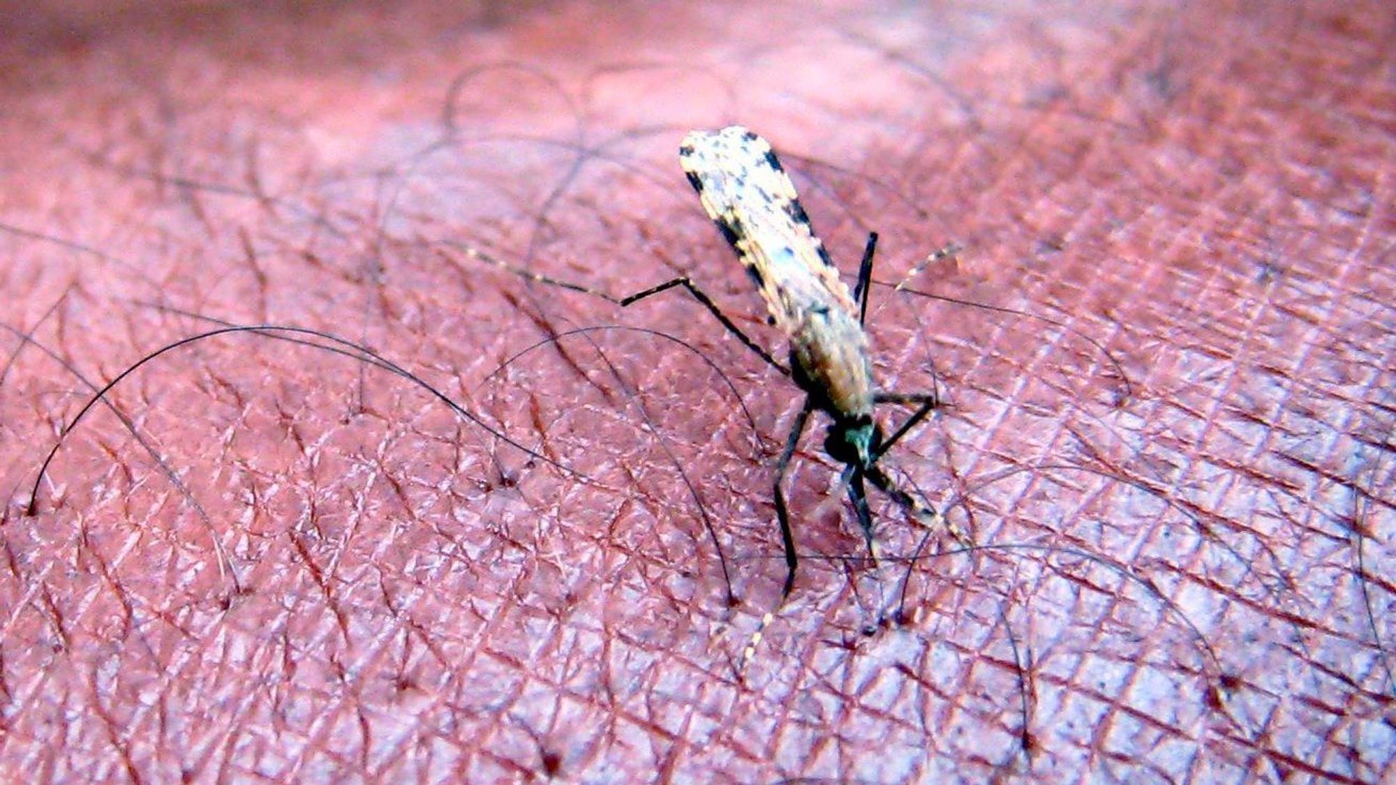 Eine Mücke der Gattung „Anopheles“: Wenn eine weibliche Mücke einen infizierten Menschen sticht, kann sie Malaria bei einem weiteren Stich auf einen gesunden Menschen übertragen.