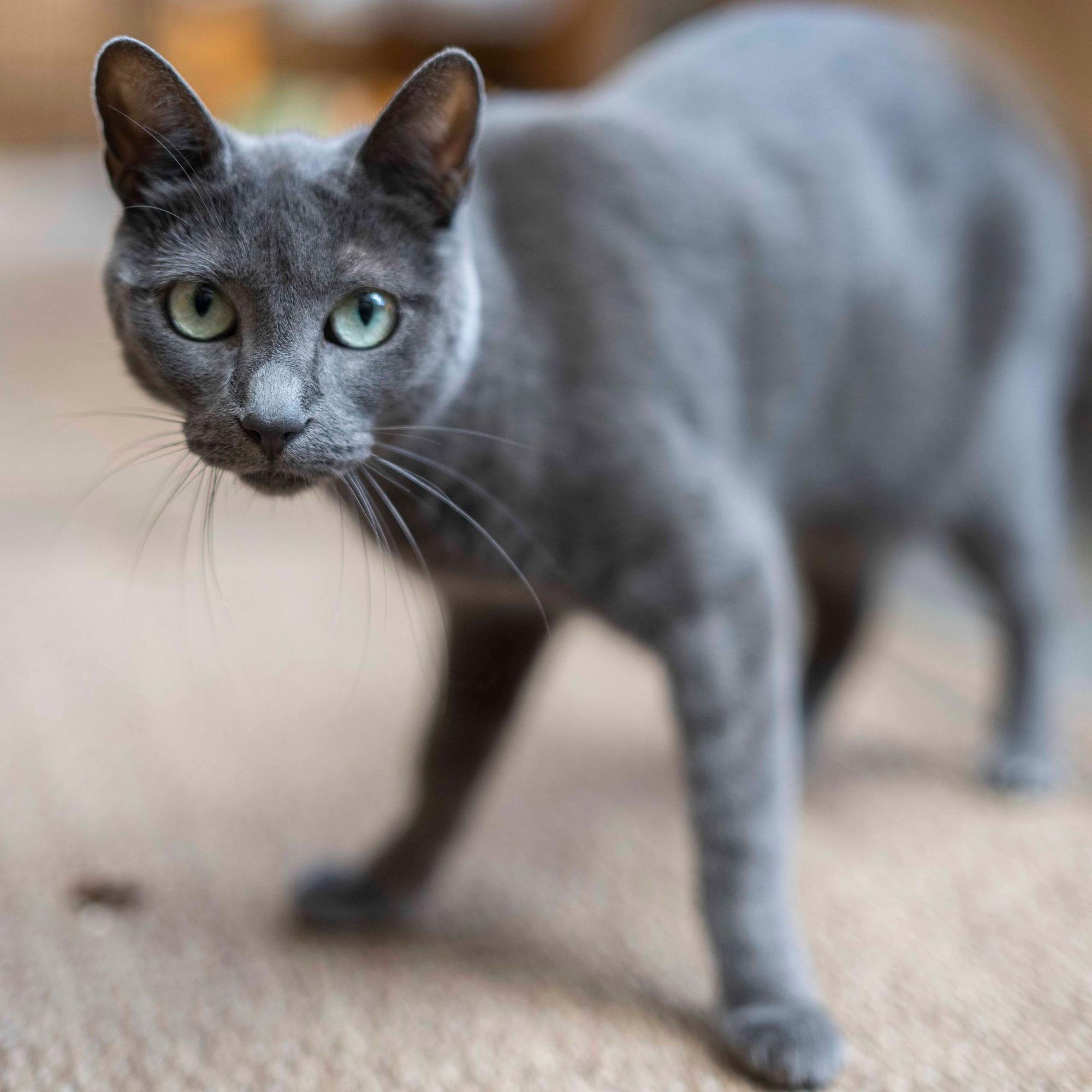 Das Bild zeigt eine graue Katze, die in die Kamera schaut.