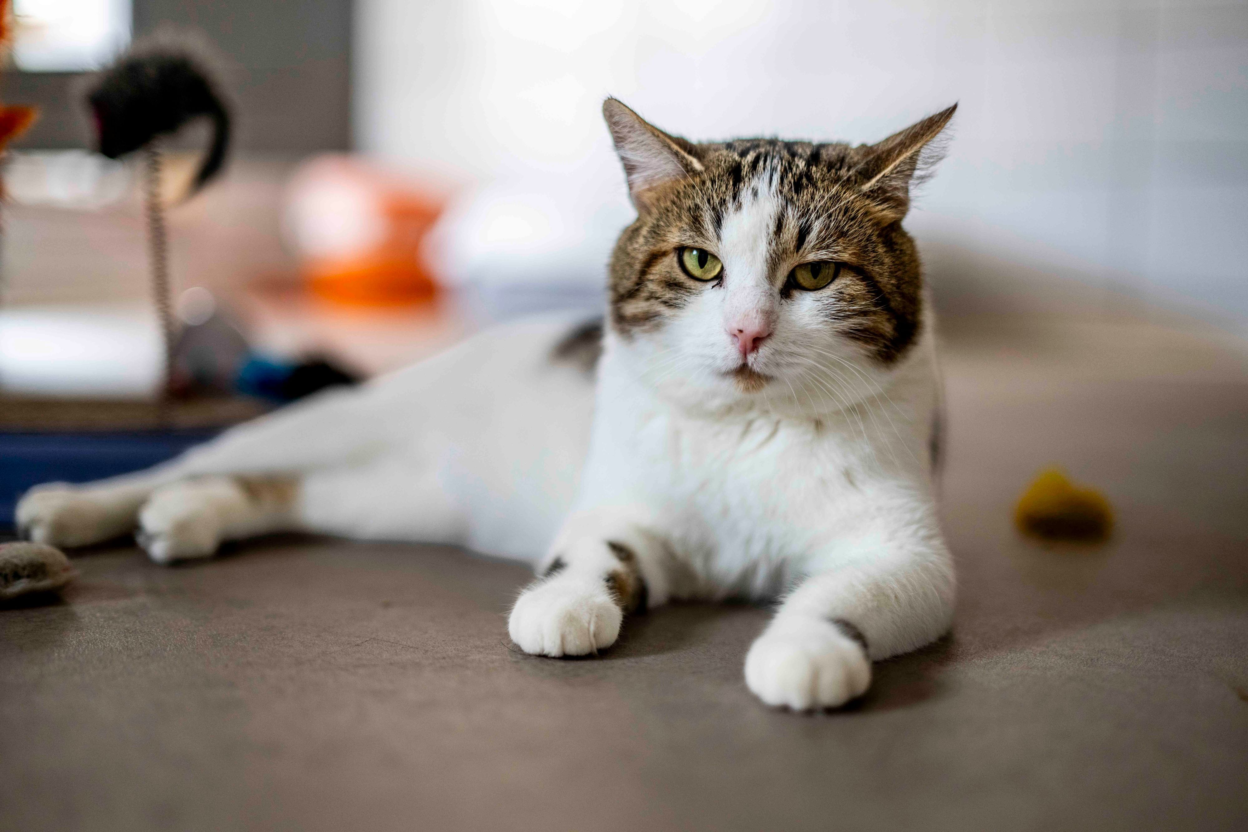 Das Bild zeigt eine Katze, die auf dem Boden liegt und in die Kamera schaut.