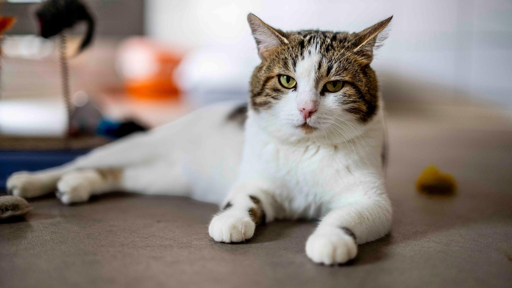 Das Bild zeigt eine Katze, die auf dem Boden liegt und in die Kamera schaut.