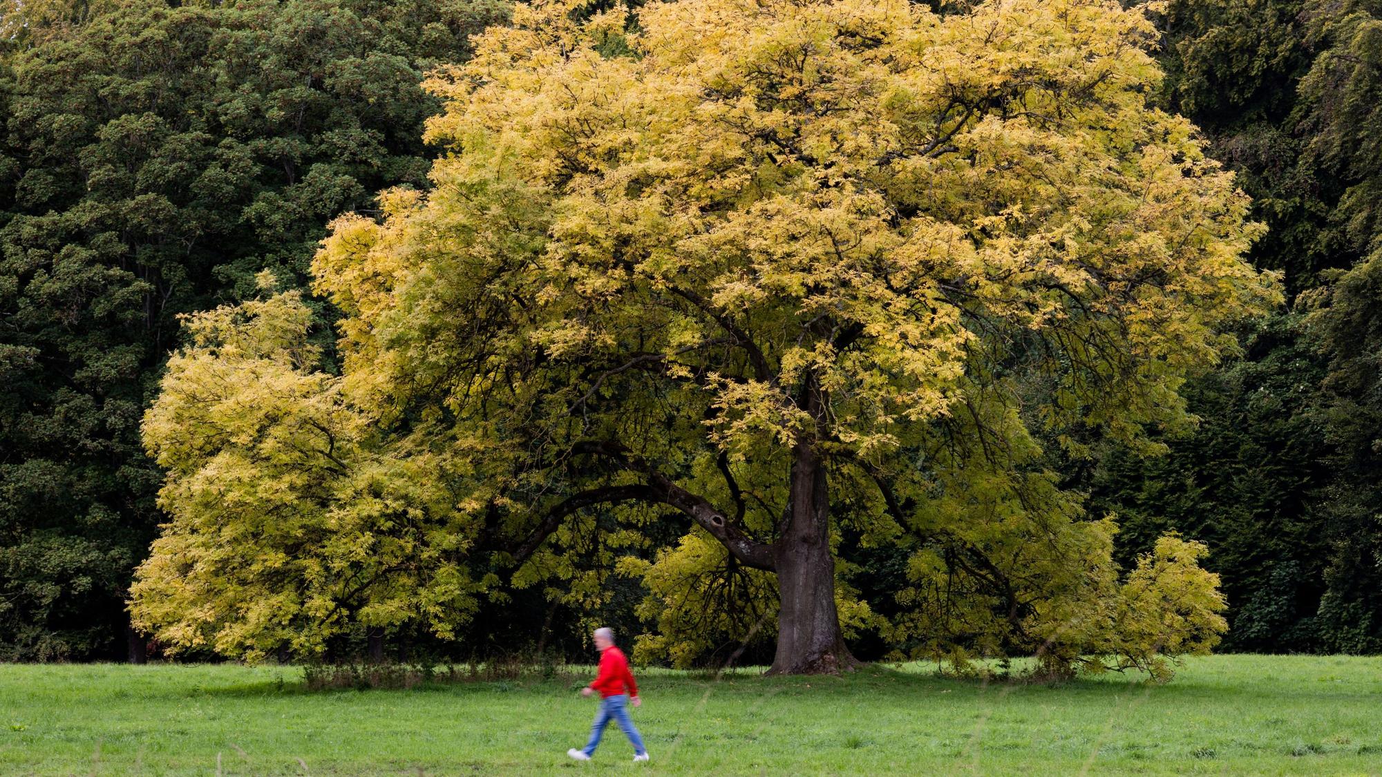 Herbstlich gefärbter Baum im Kölner Stadtwald (Bild von 17. September).