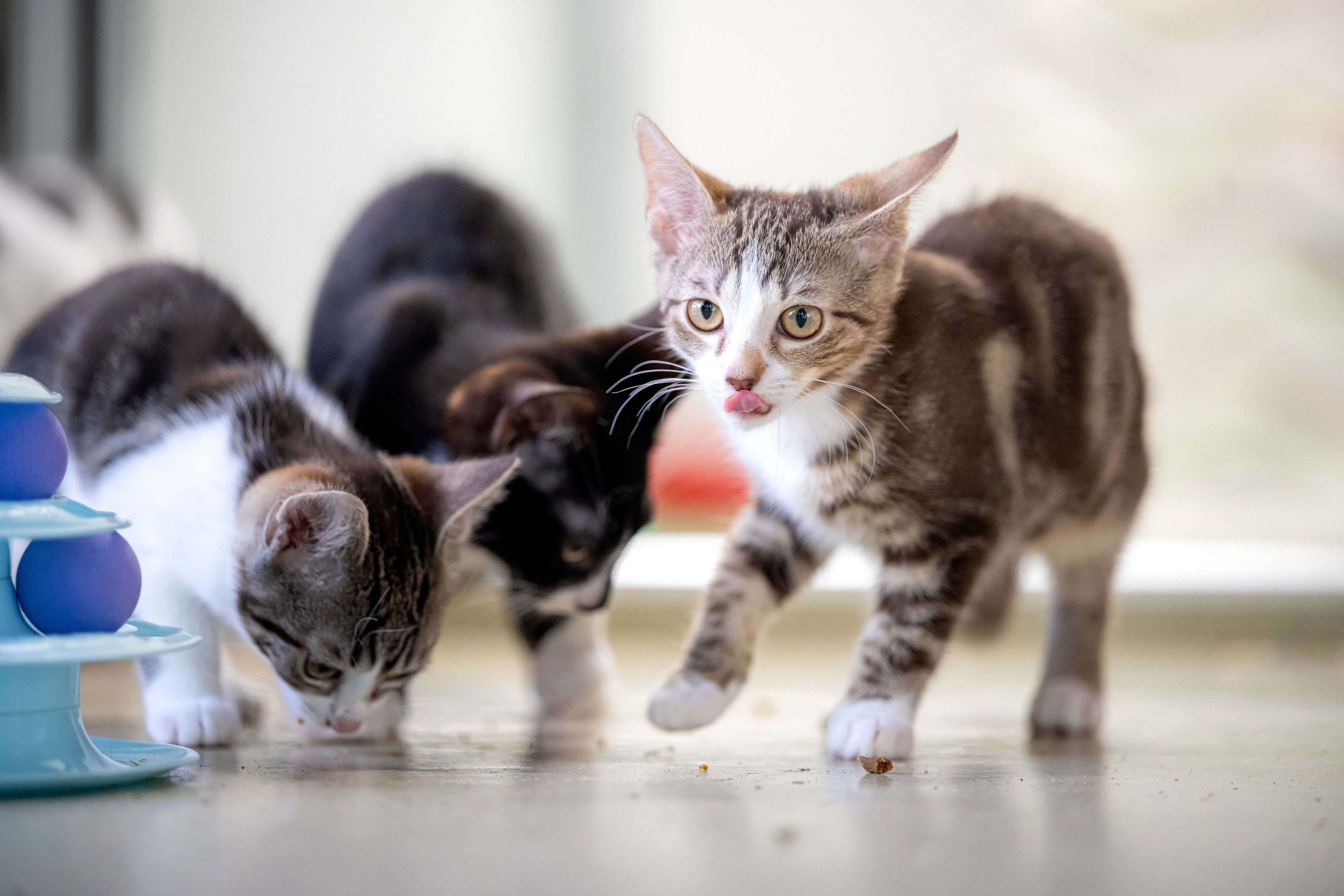 Drei junge Katzen schnuppern am Boden oder lecken sich die Nase.