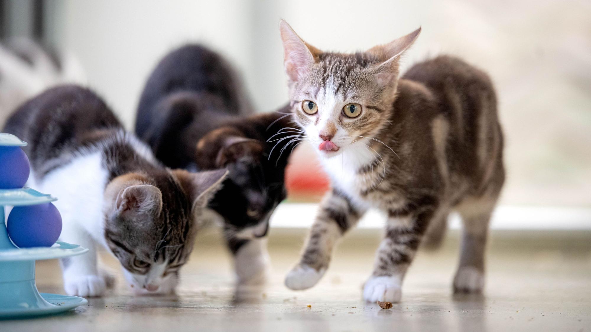Drei junge Katzen schnuppern am Boden oder lecken sich die Nase.