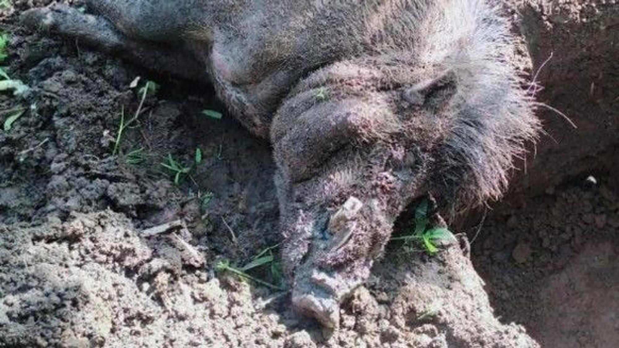 Ein Visayas-Pustelschwein ist auf den Philippinen an der Schweinepest gestorben.