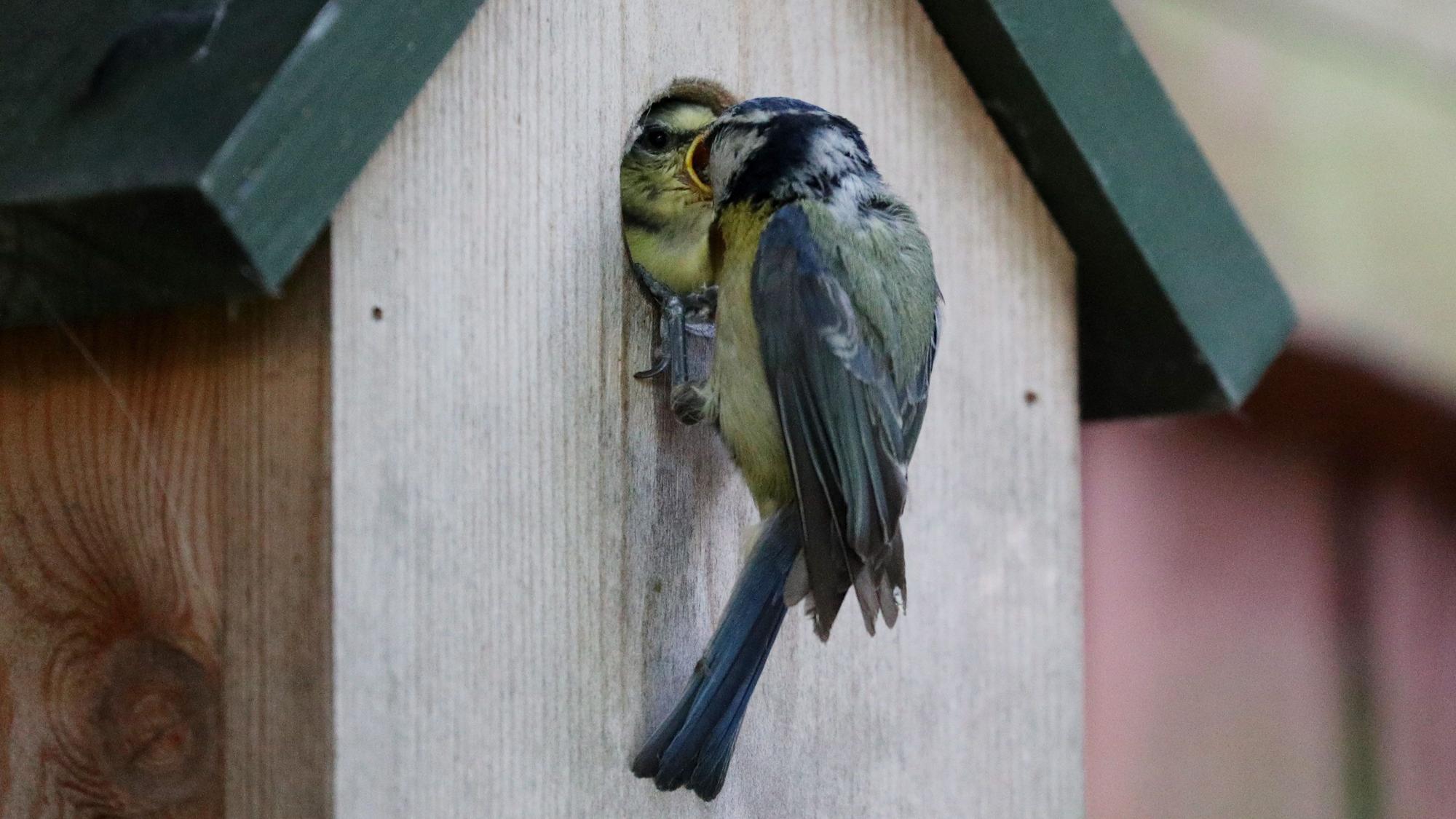Eine Blaumeise füttert ihren Nachwuchs an einem Nistkasten.