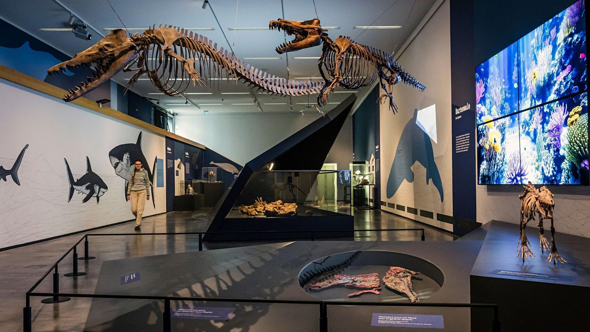 Sonderausstellung „überLeben - Walheimat Urmeer“