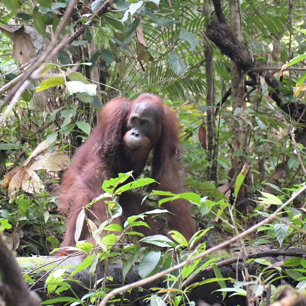 Ein Orang-Utan im Bukit Baka Bukit Raya Nationalpark in Indonesien. (Archivbild)