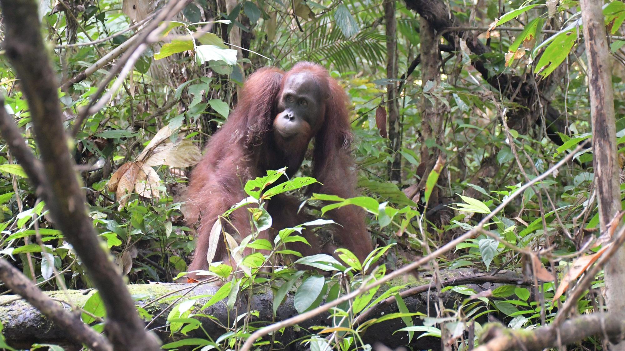 Ein Orang-Utan im Bukit Baka Bukit Raya Nationalpark in Indonesien. (Archivbild)