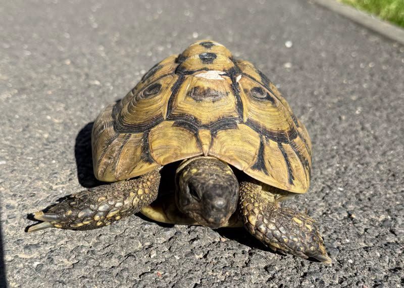 Die Schildkröte hatte einen Schutzengel.