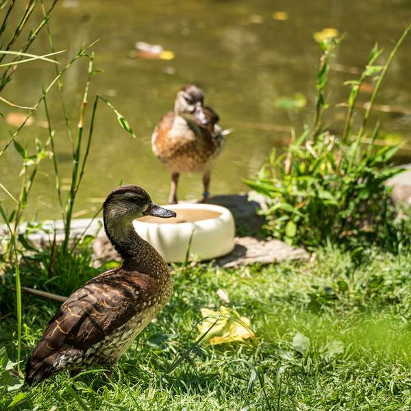 Zwei Enten im Kölner Zoo. (Archivbild)