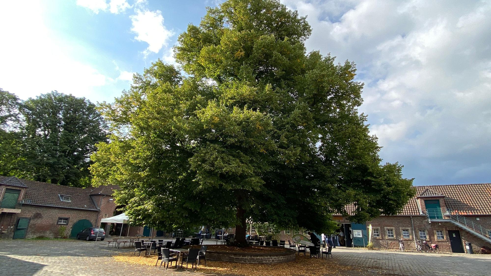 Eine große Hofanlage mit einem großen Baum in der Mitte ist zu sehen.