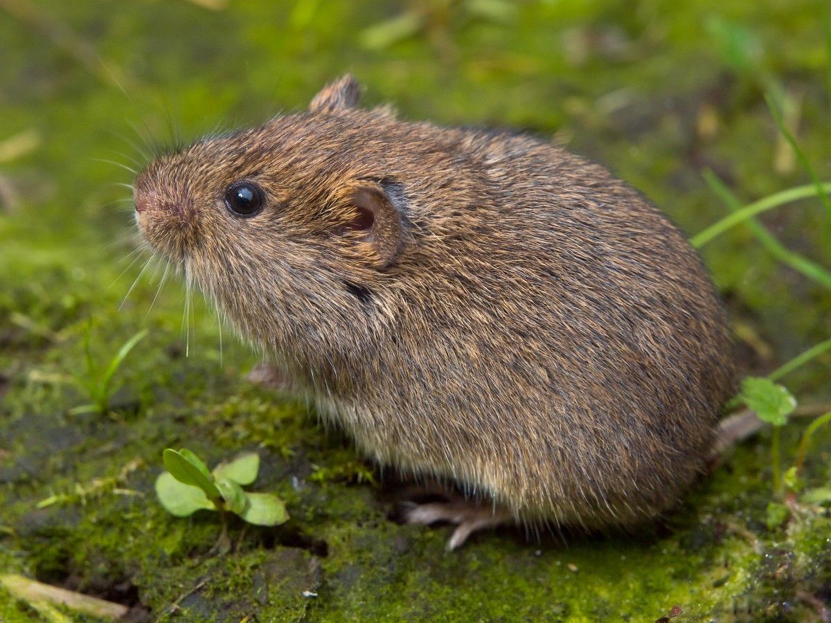 Eine Erdmaus.