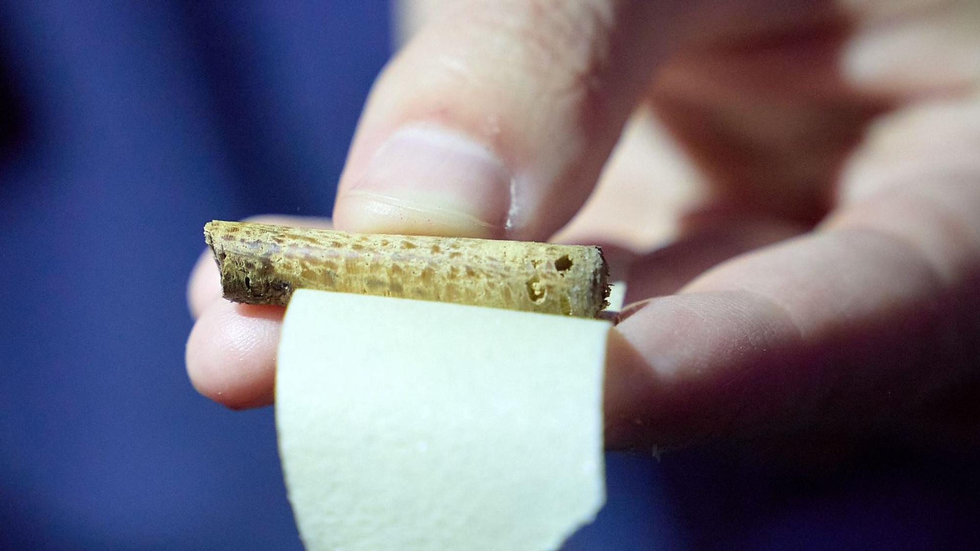 Eine Frau hält einen Bohrkern aus Holz zwischn den Fingern.