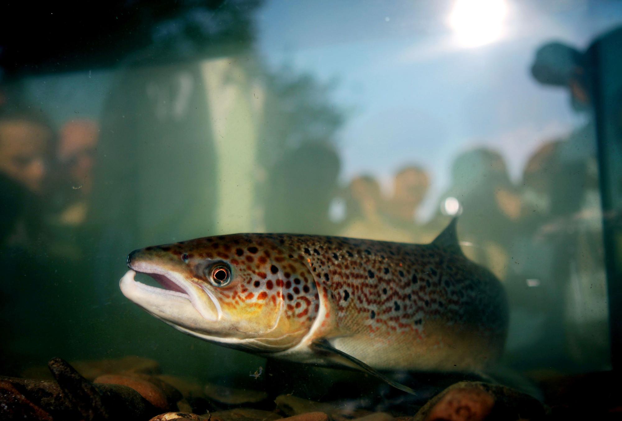 Ein Lachs schwimmt nach seiner Registrierung am Siegwehr in einem Aquarium.
