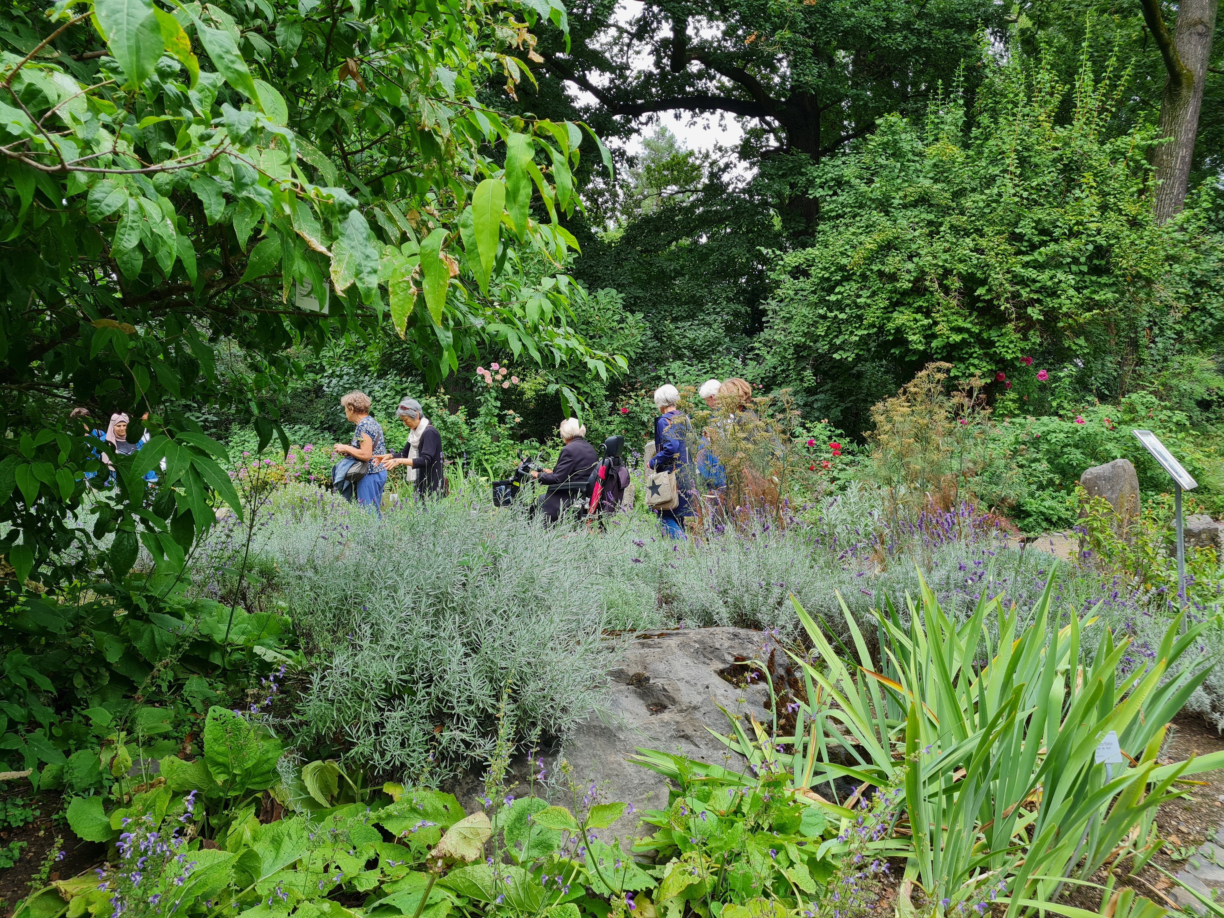 Im Duftgarten des Botanischen Gartens in Köln gibt es viel zu schnuppern.