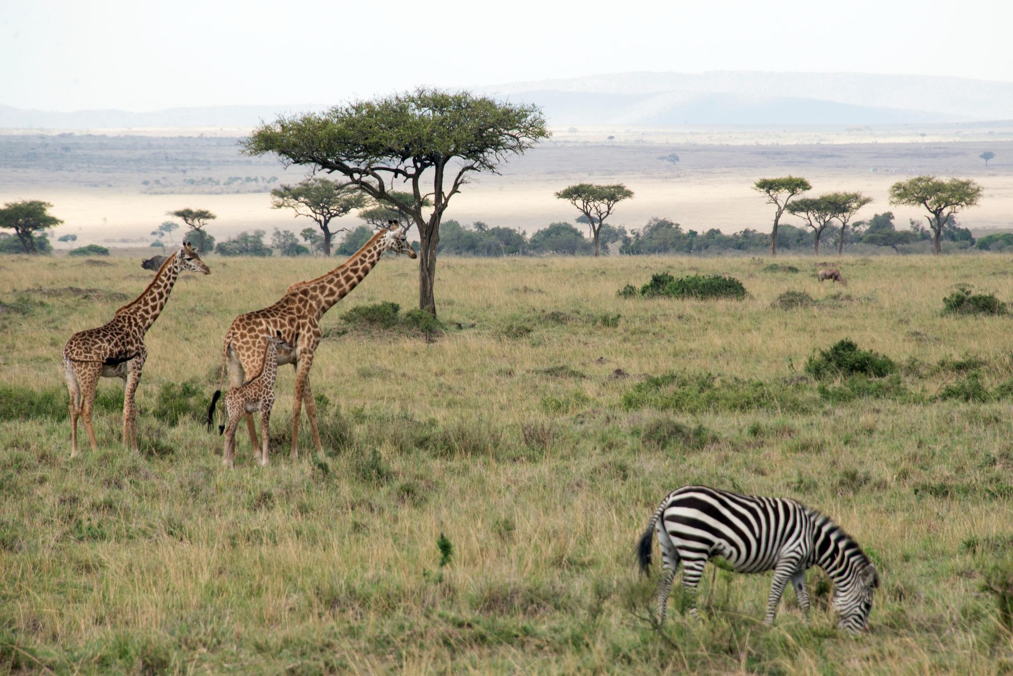 Zebras und Giraffen grasen in einem Nationalpark.