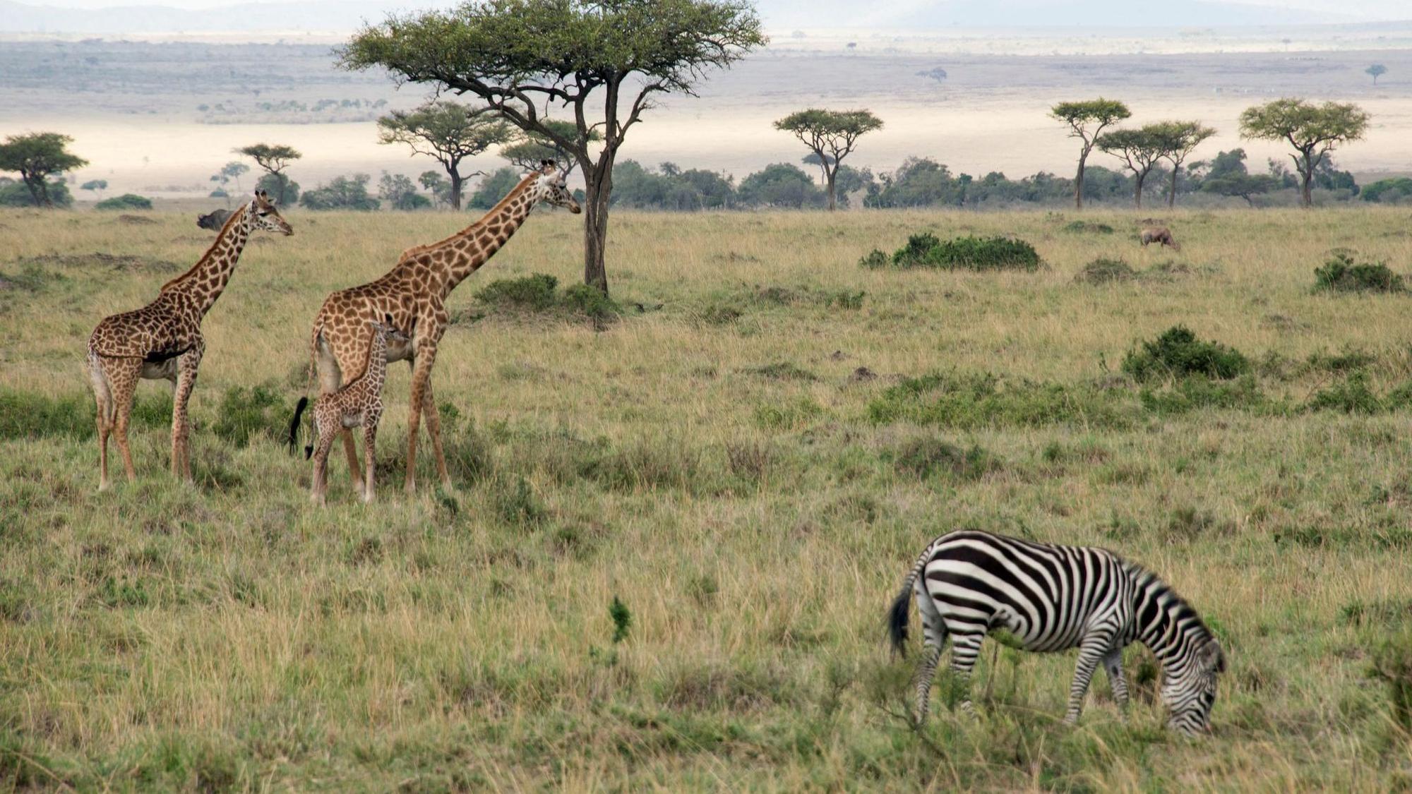 Zebras und Giraffen grasen in einem Nationalpark.