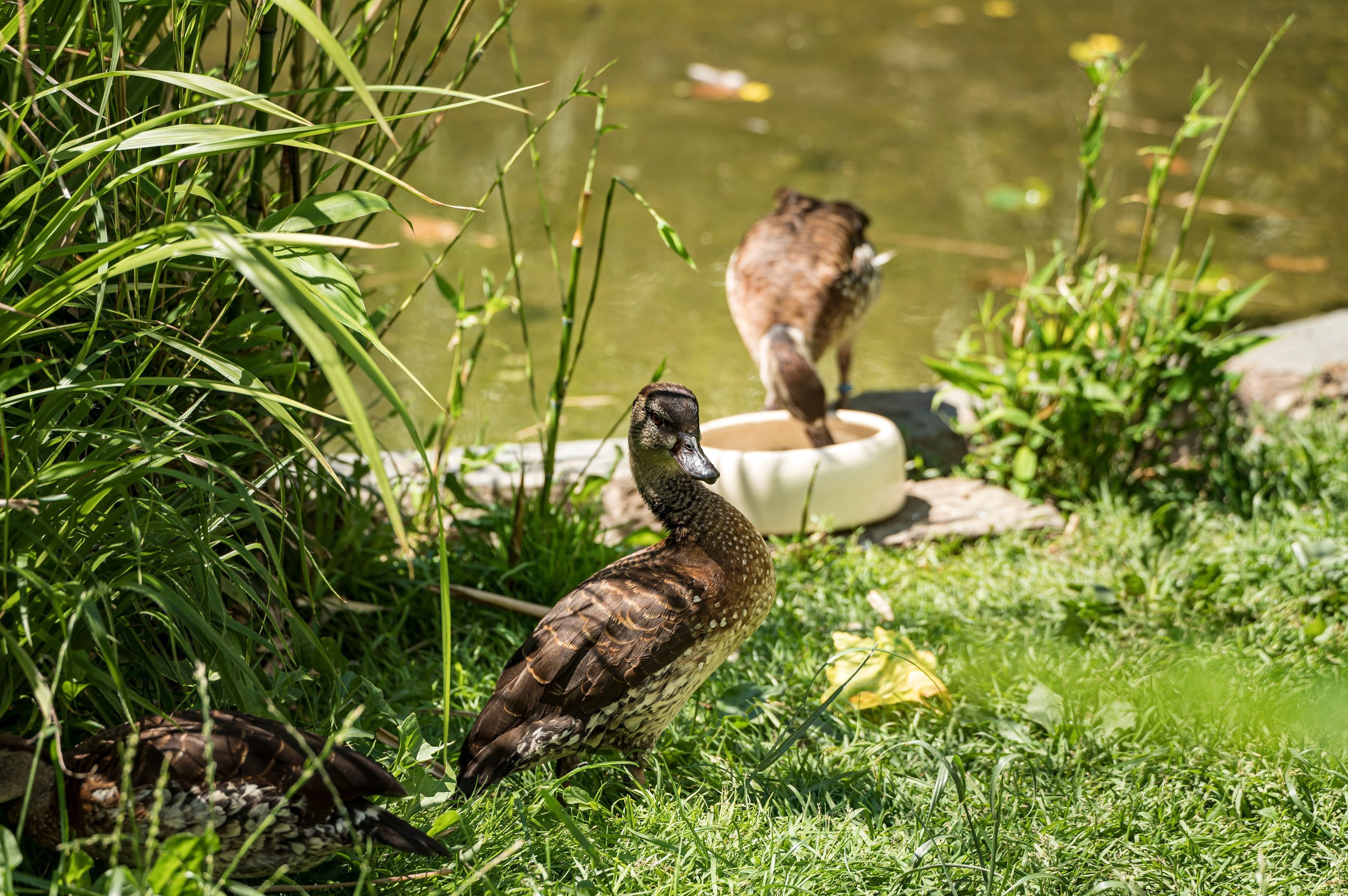 Enten im Kölner Zoo. (Archivbild)