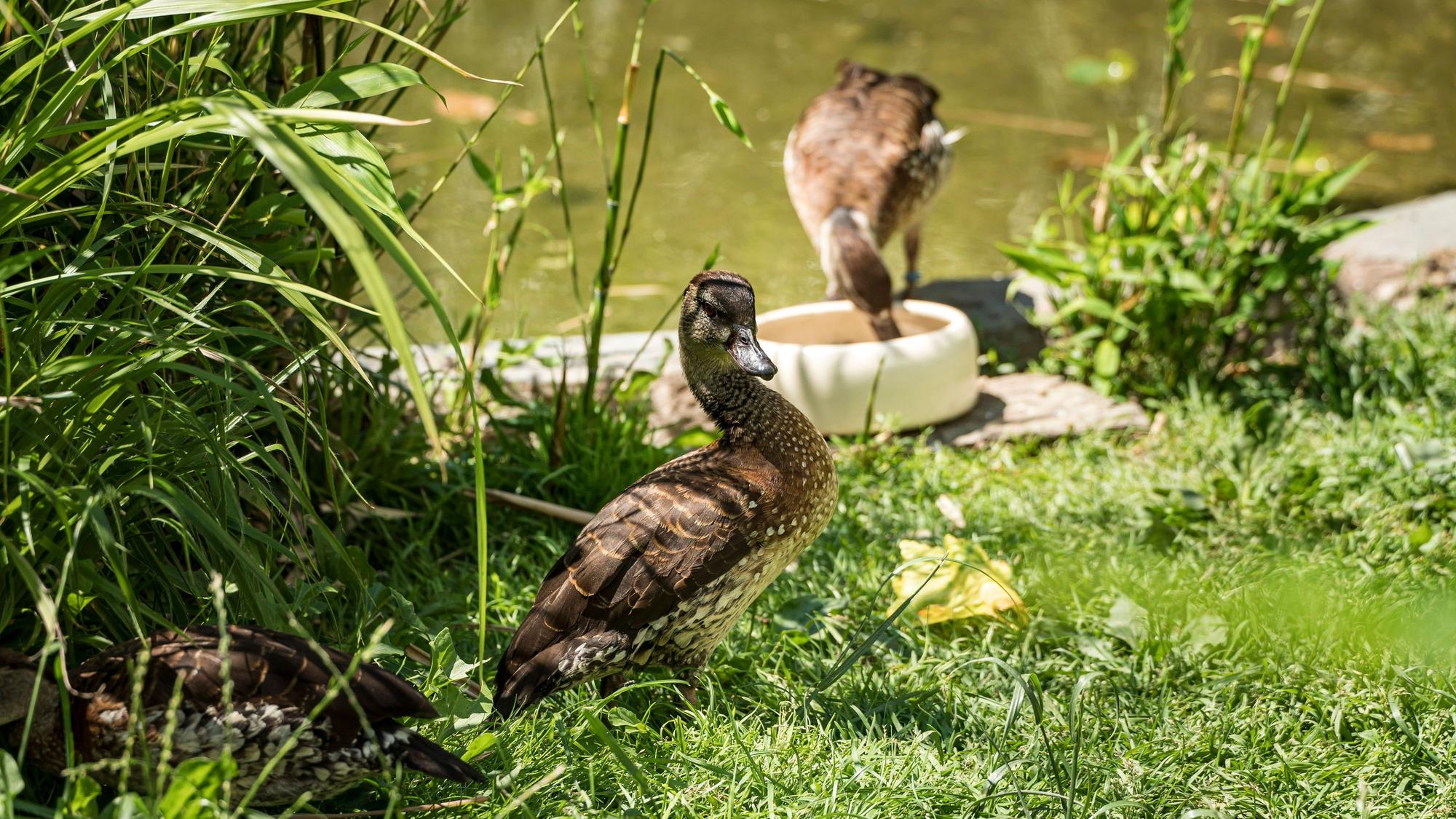 Enten im Kölner Zoo. (Archivbild)