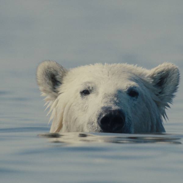 Ein Eisbär schaut aus dem Wasser.