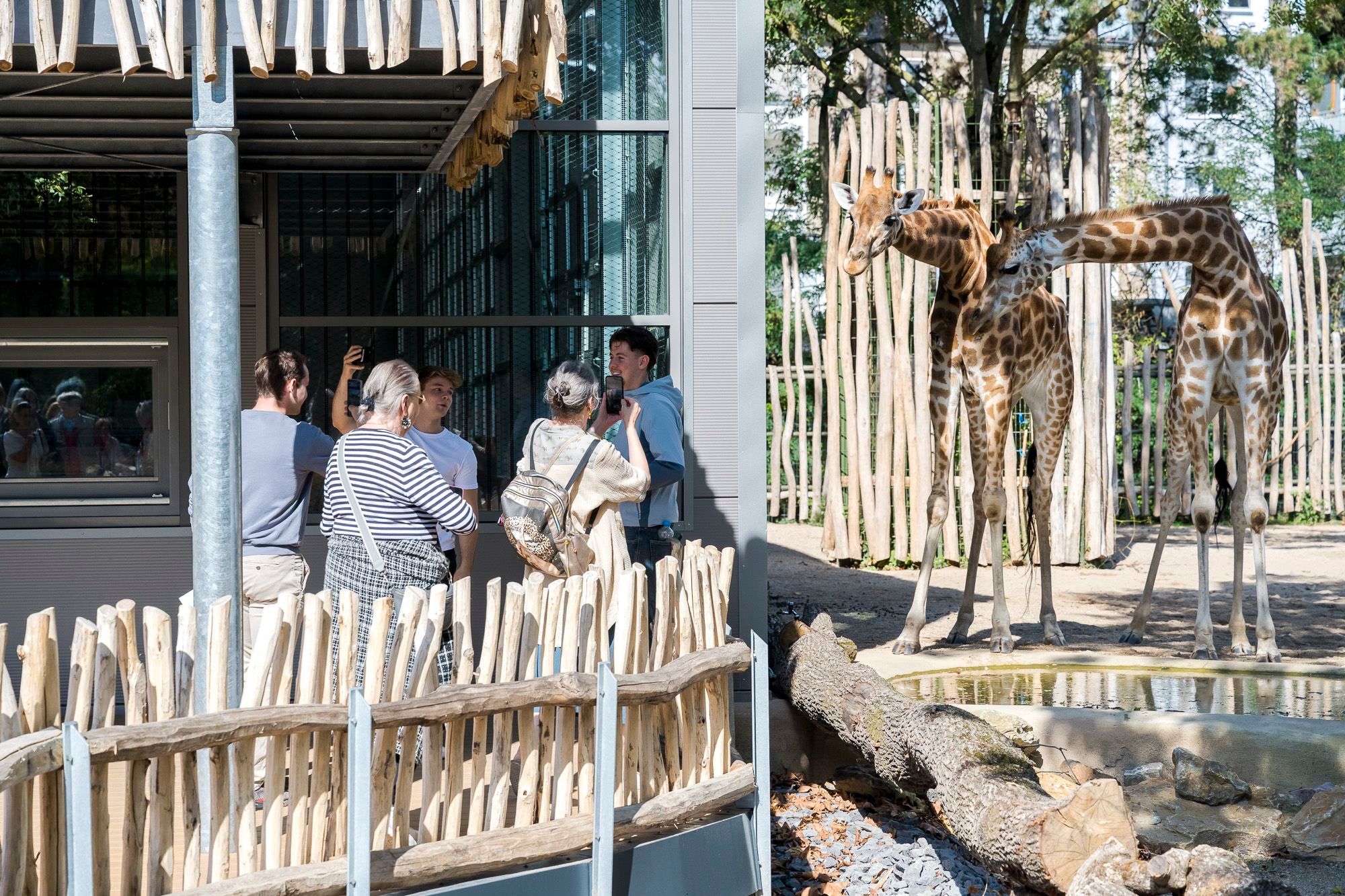 Neugierig beäugen die Giraffen im Kölner Zoo die jungen und alten Besucher.