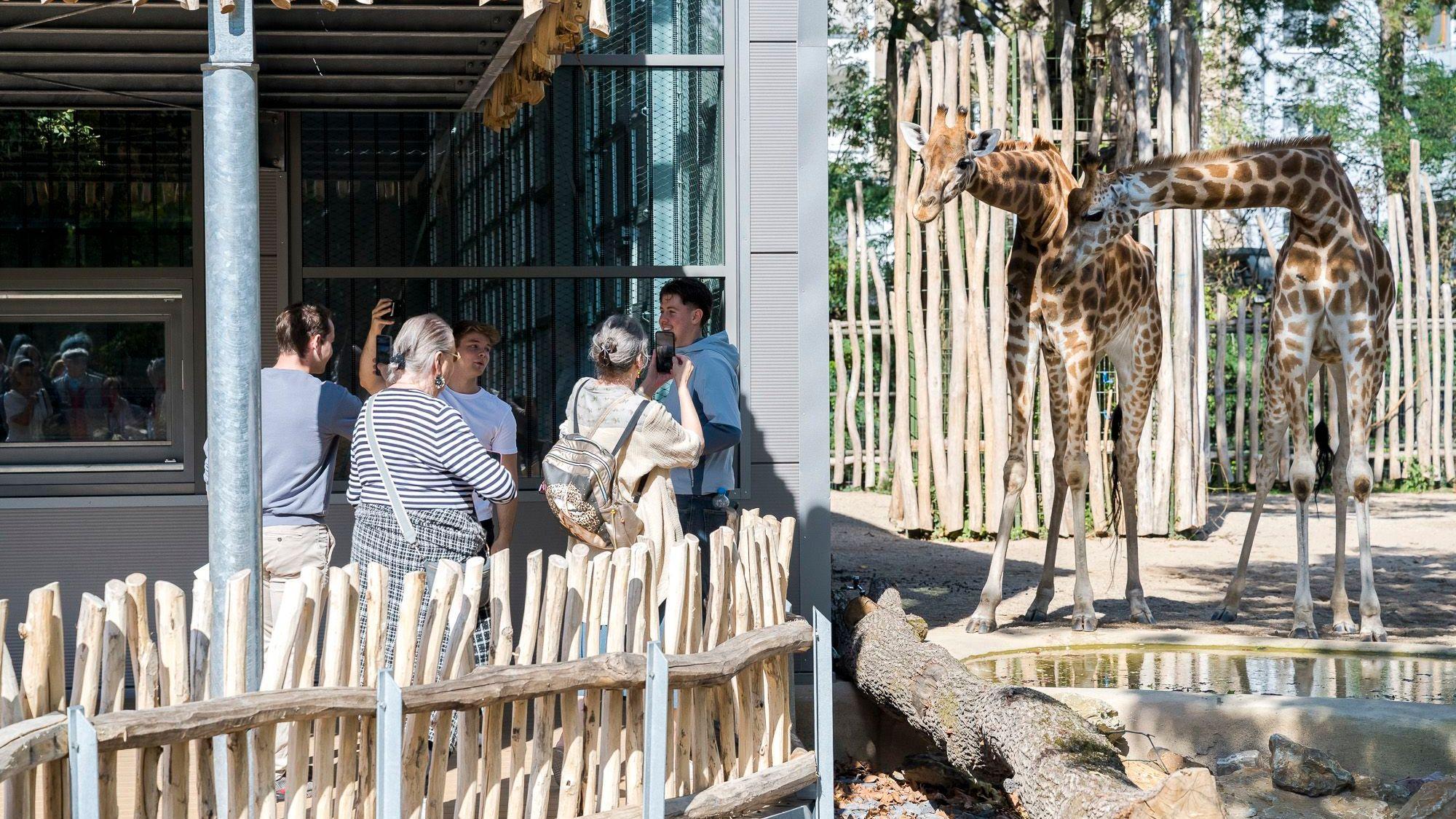 Neugierig beäugen die Giraffen im Kölner Zoo die jungen und alten Besucher.